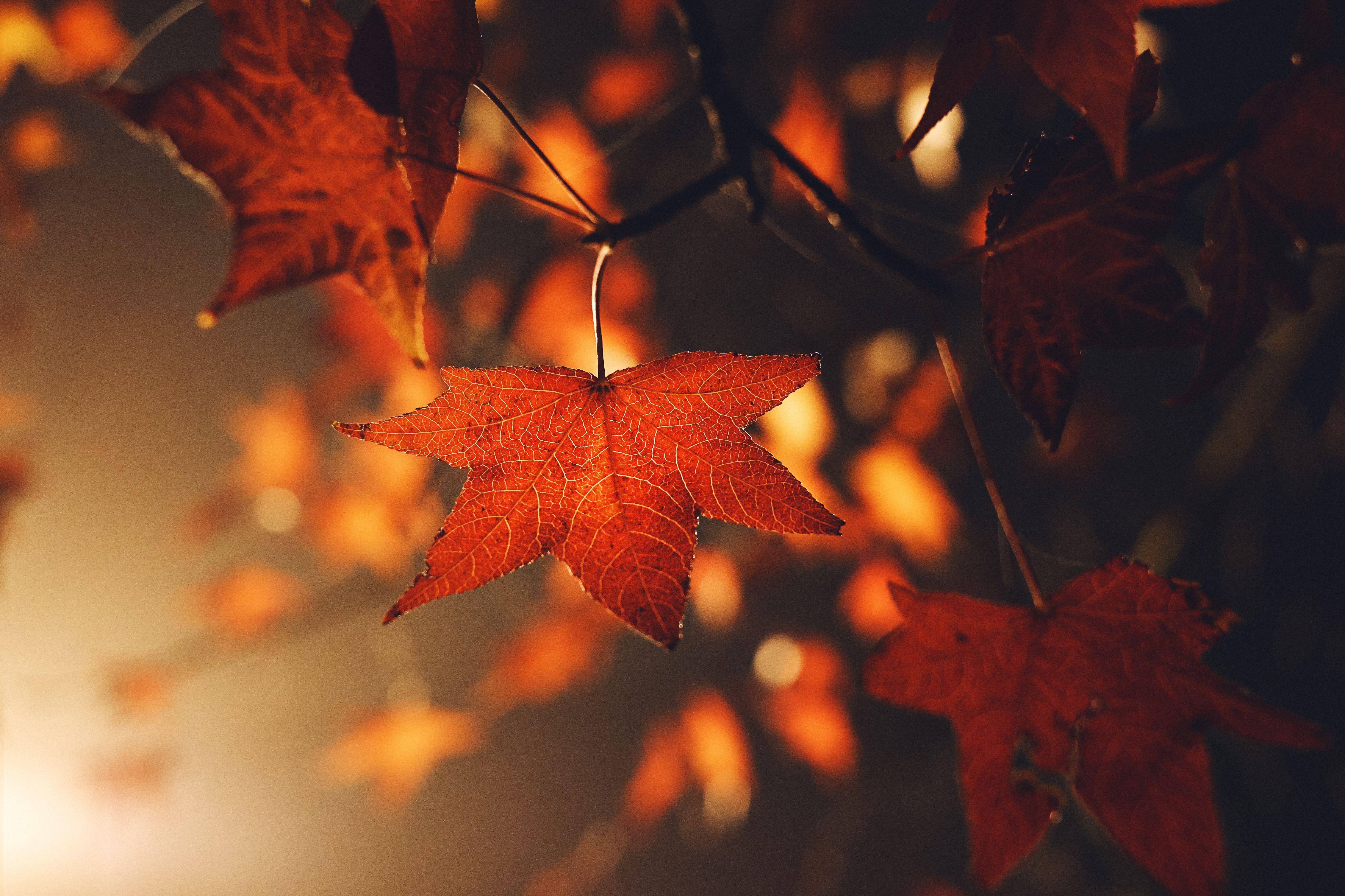 6240x4160 6240x4160 #wallpaper, #autumn, #red, #Free image