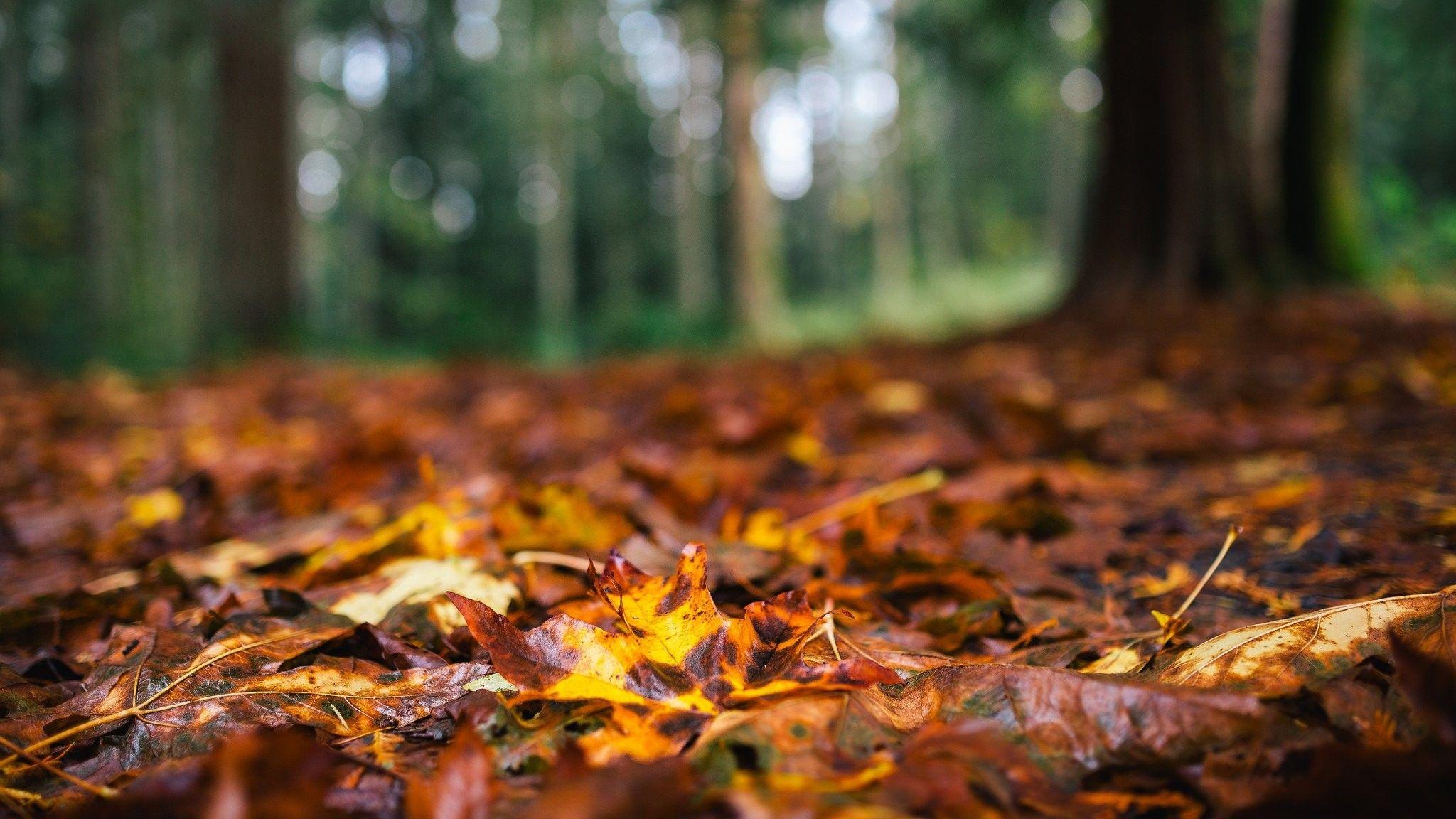 2048x1152 Bokeh, Woods, River Background, HD Nature Wallpaper, Autumn, Forest, Splendor, Leaves, Nature, Autumn, nature Autumn, Fall, Mobile, Leaves