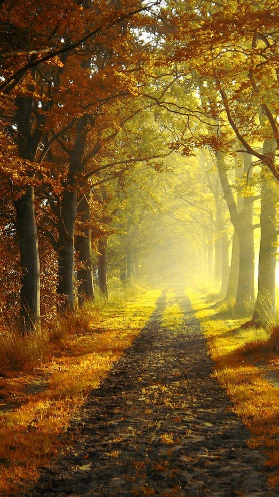 1080x1920 Autumn HD Wallpaper for iPhone 7