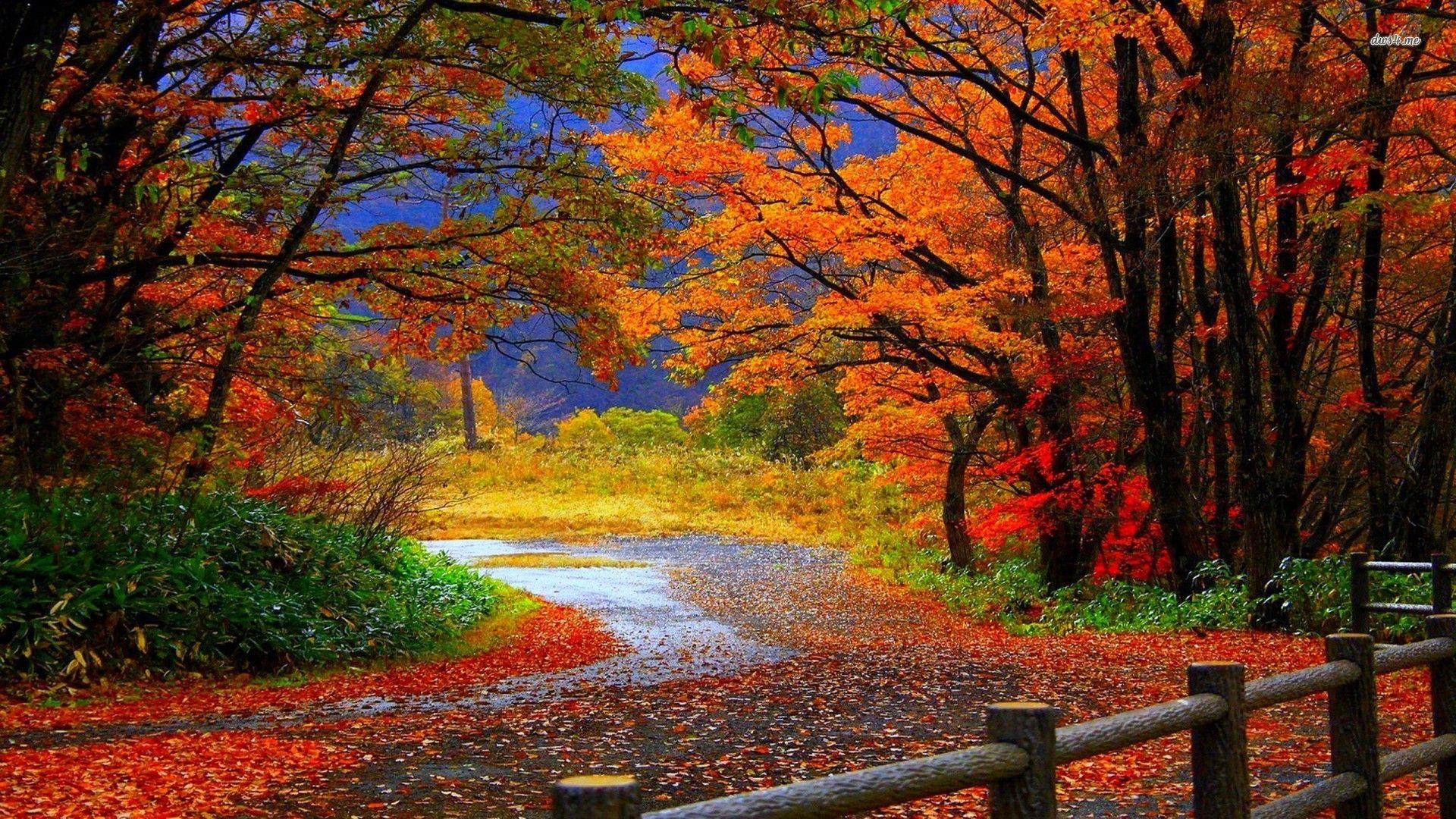1920x1080 Trail in Autumn forest wallpaper wallpaper