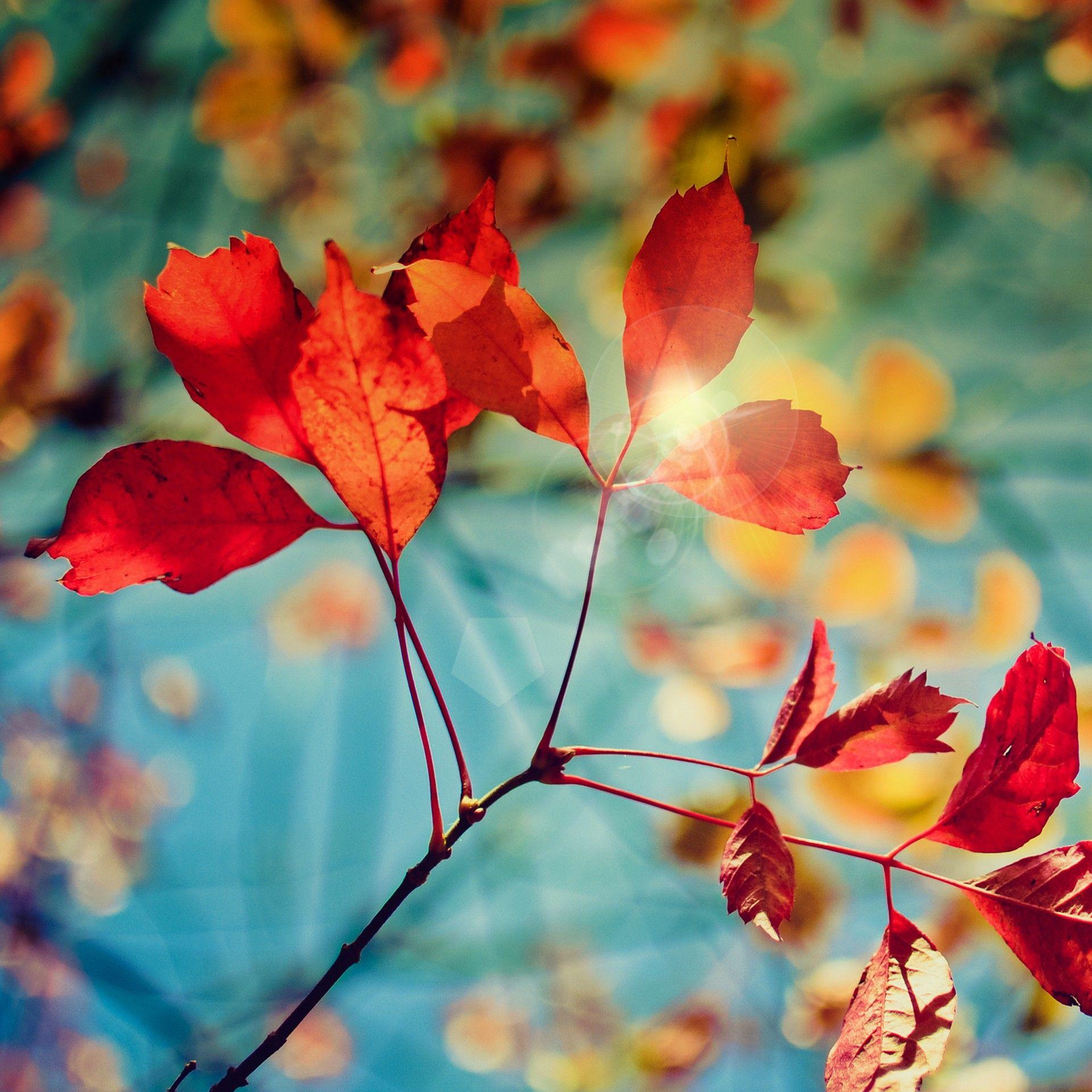 1920x1920 Samsung Galaxy Note 3 Stock Wallpaper HD