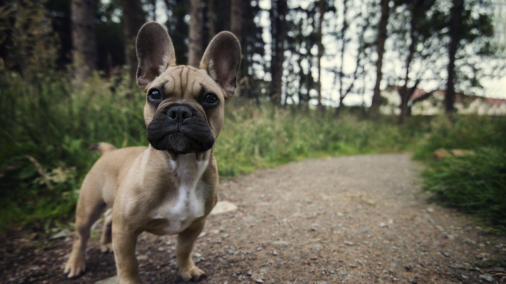 1920x1080 Dog, Animals, French Bulldog Wallpaper HD / Desktop