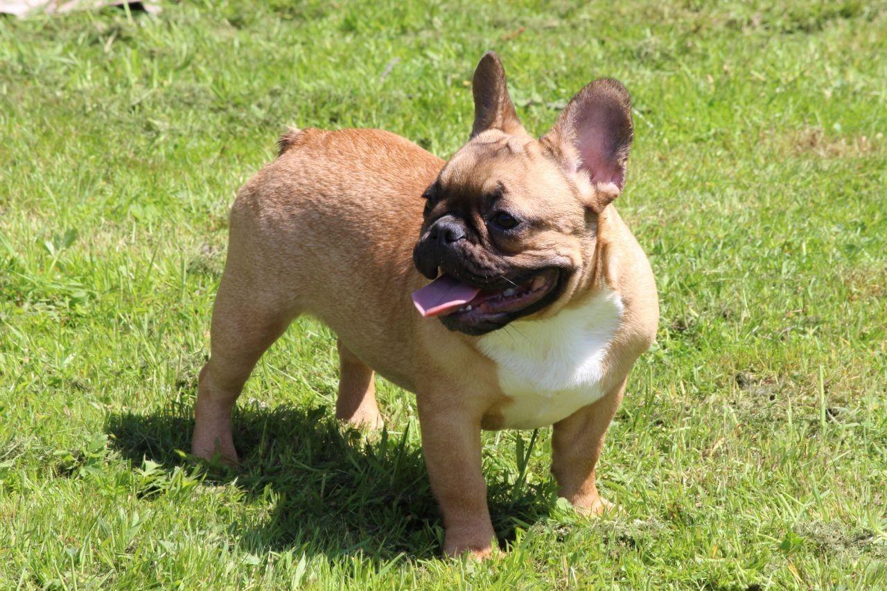 1280x853 Brown, French, Bulldog, Puppy, Best, Desktop, Wide