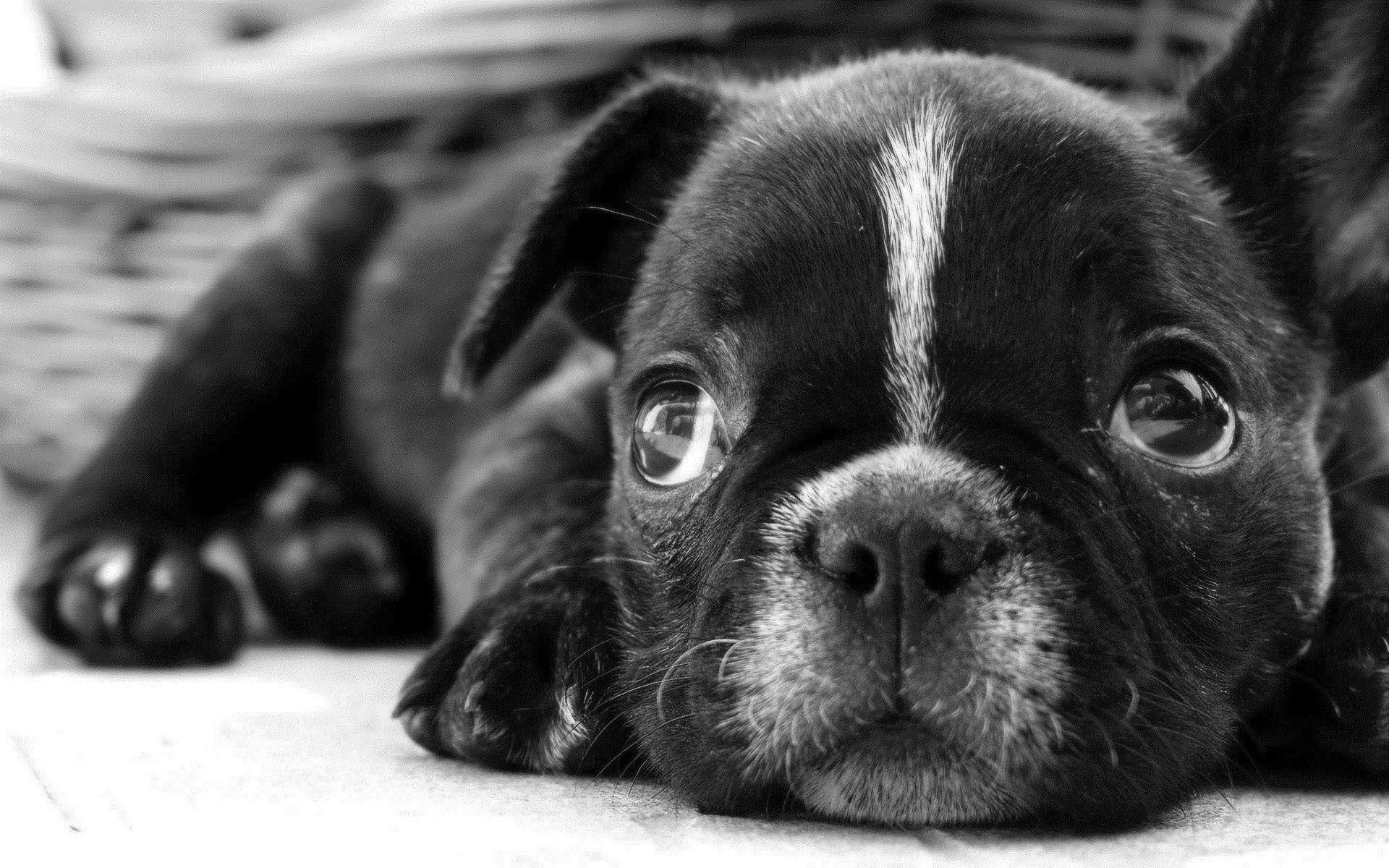 1920x1200 Wallpaper Blink Bulldog Wallpaper HD 6 X