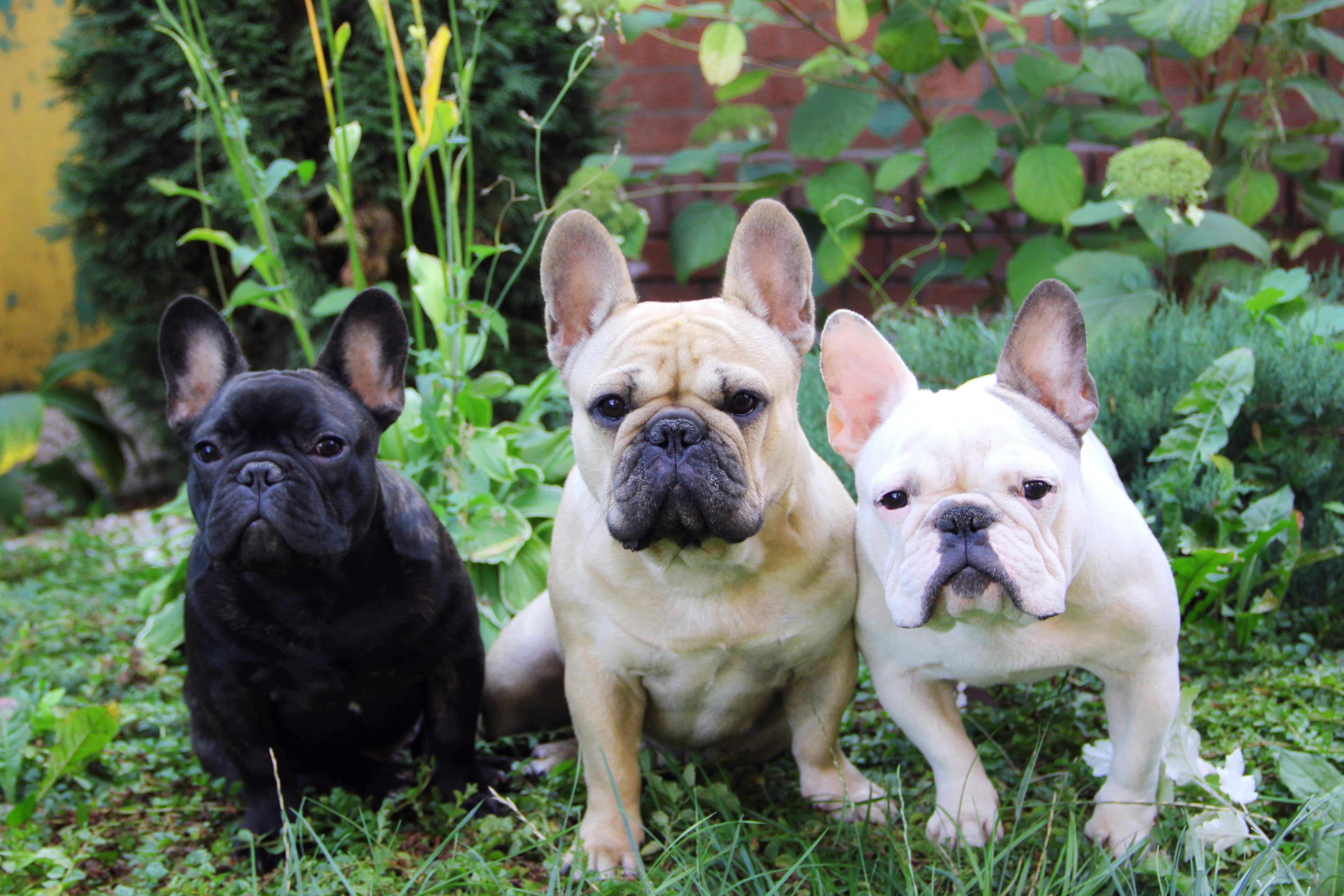 5184x3456 french, Bulldog, Dog, Puppy Wallpaper HD / Desktop