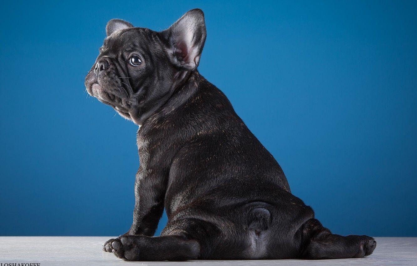 1332x850 Wallpaper puppy, funny, French bulldog image for desktop