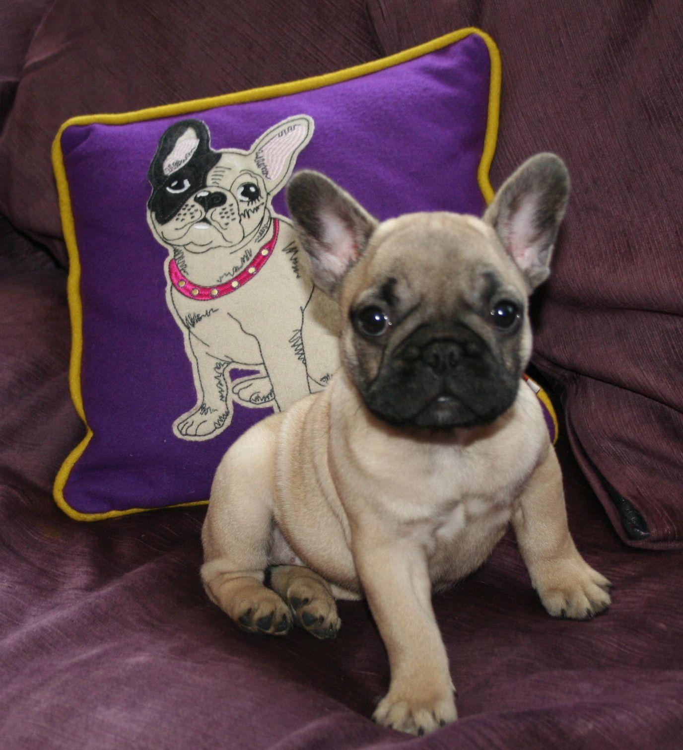 1376x1511 French Bulldog on a purple background photo and wallpaper