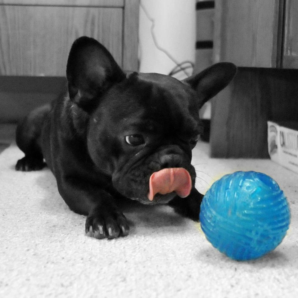 960x960 French Bulldog Wallpaper 1080p #EST3395
