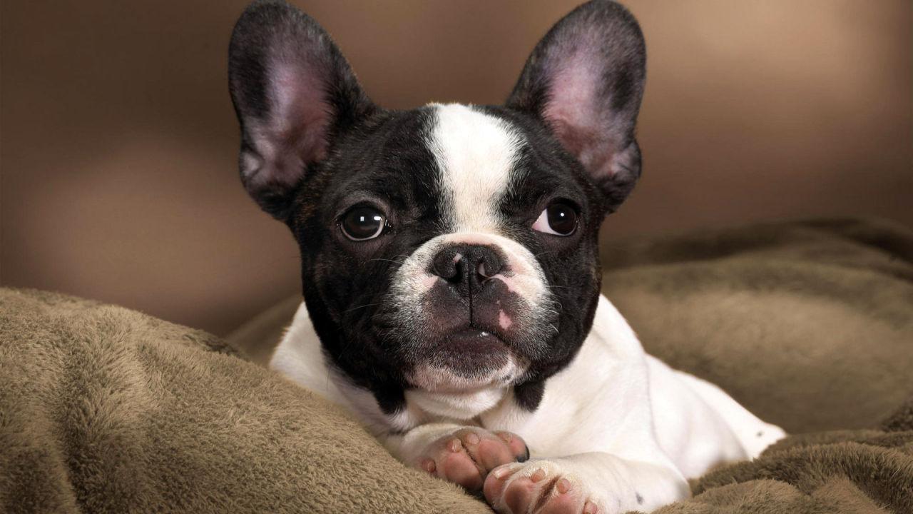 1280x720 French Bulldog Wallpaper for Android