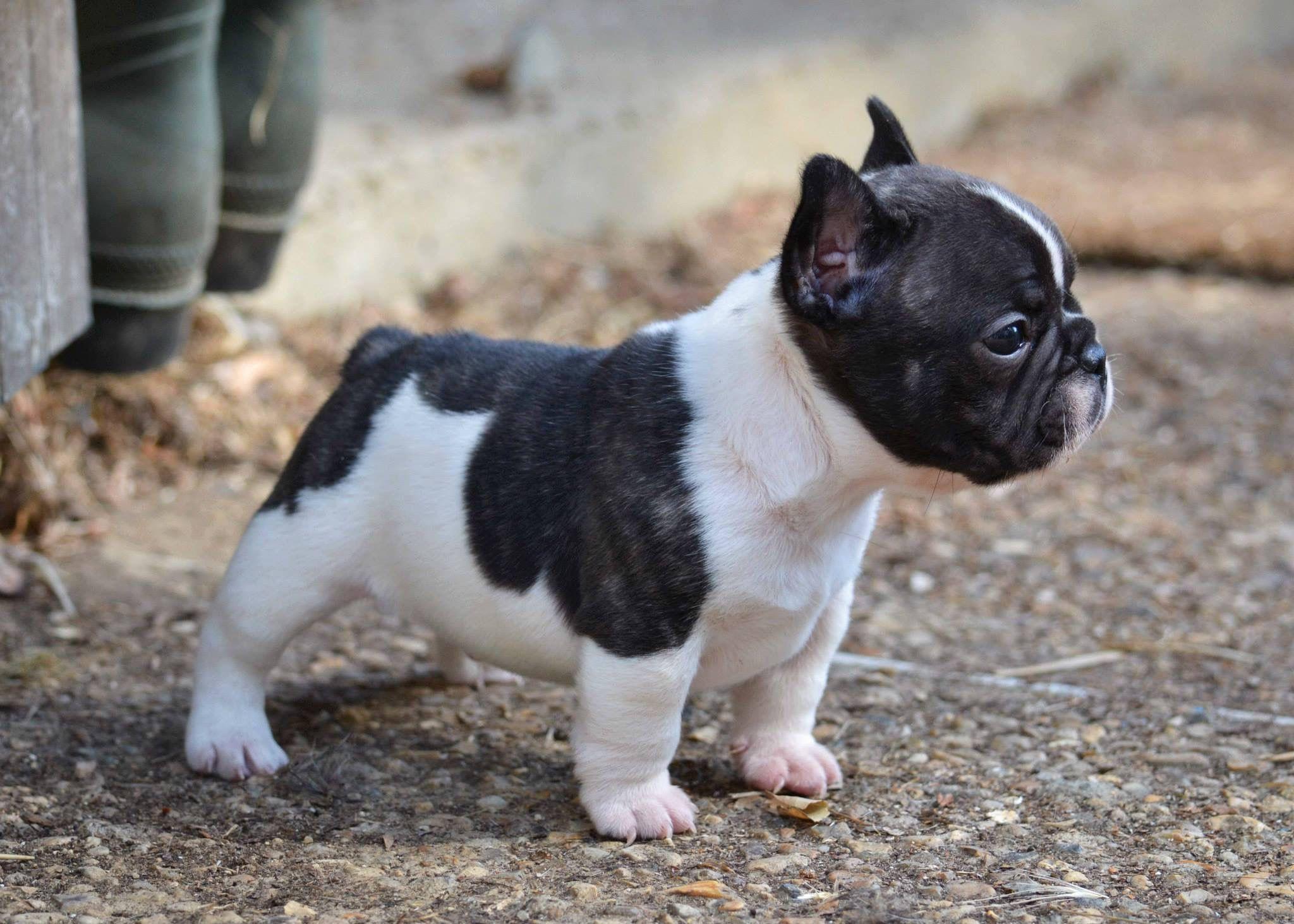 2048x1463 Most viewed French Bulldog wallpaperK Wallpaper