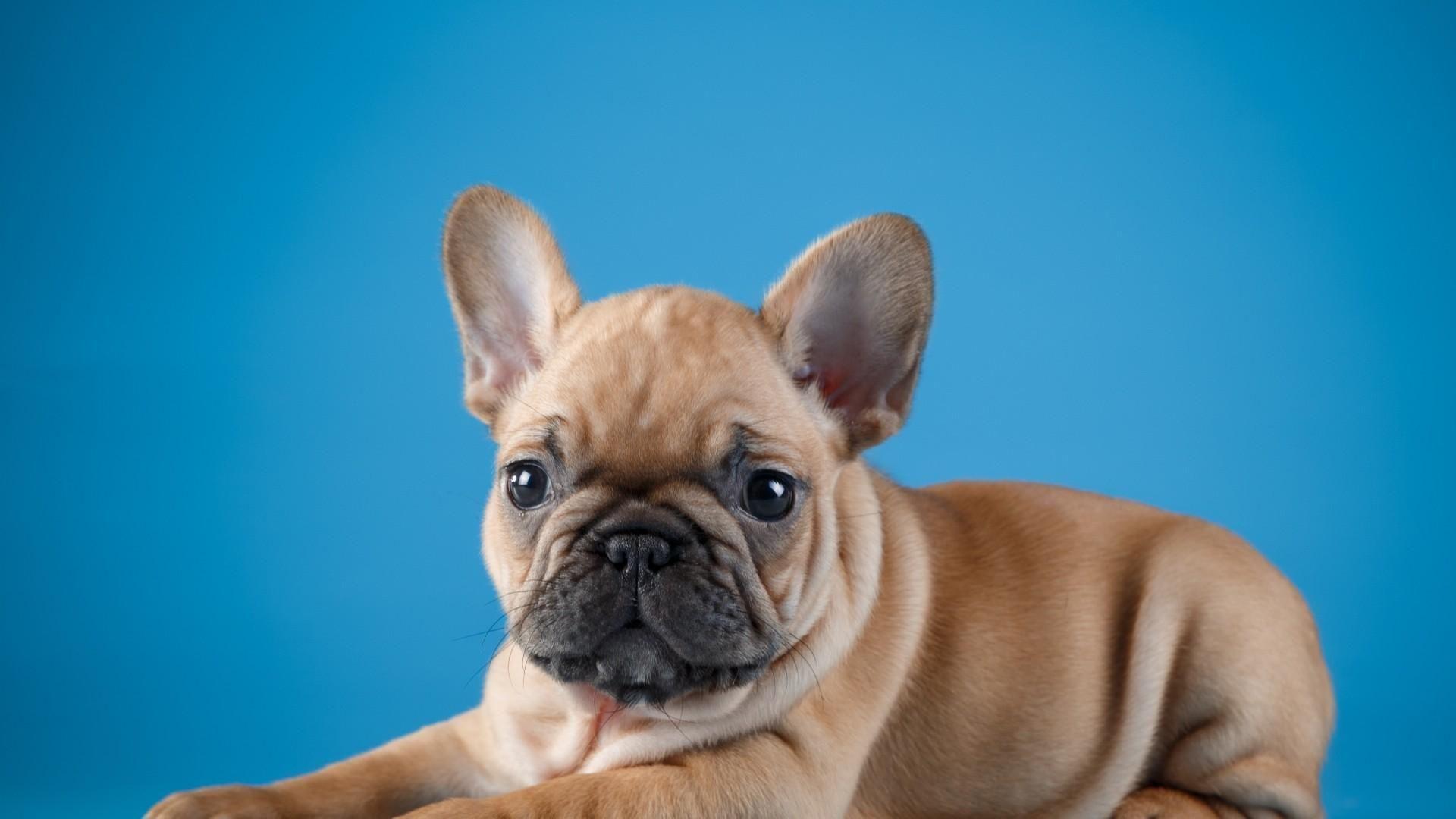 French Bulldog Wallpapers - Top Free French Bulldog Backgrounds - WallpaperAccess