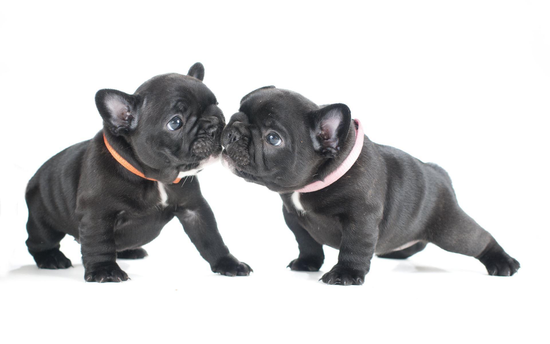 1920x1200 French Bulldog Wallpaper, Picture
