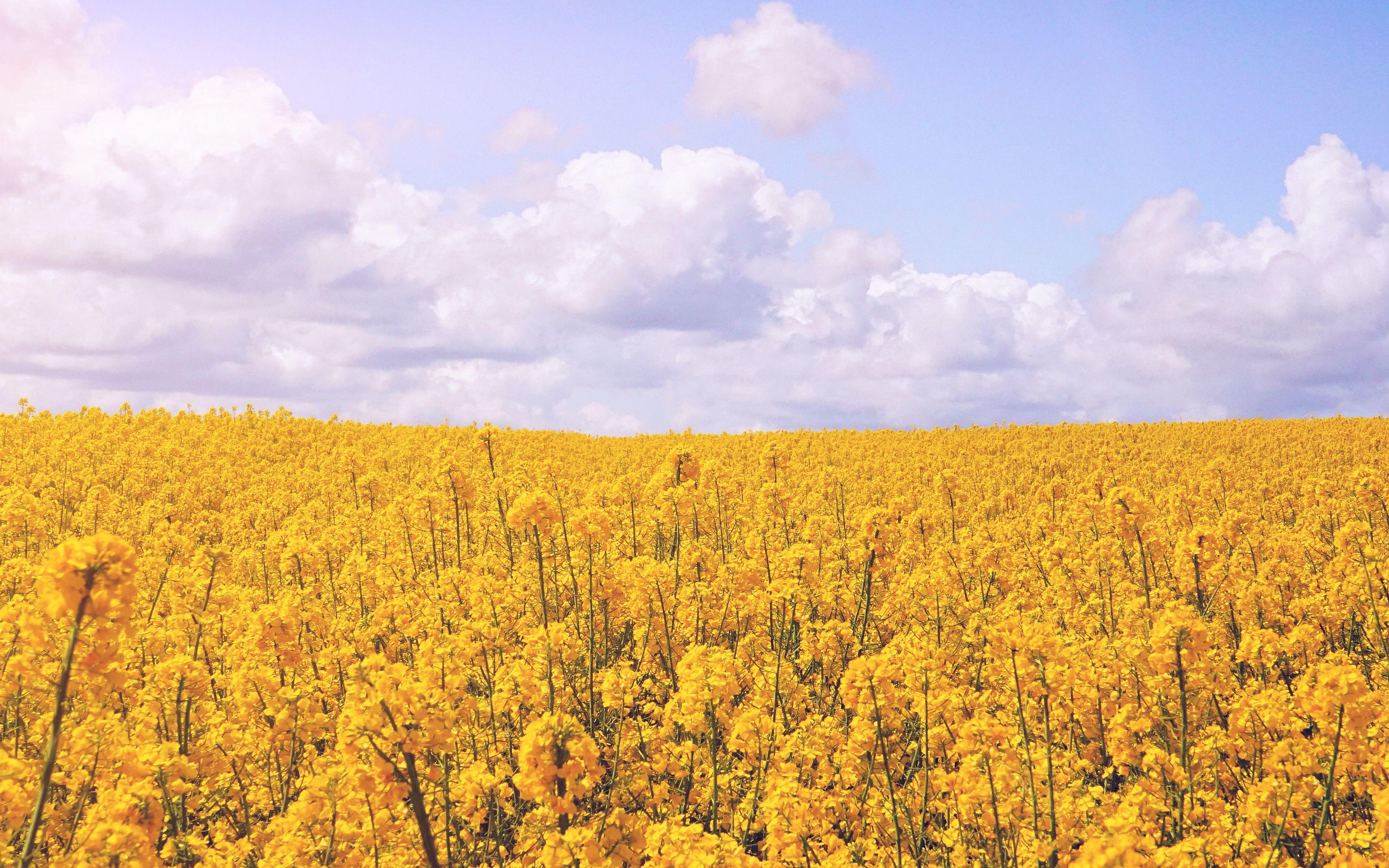 3840x2400 Yellow Flower Jeju Nari Flare Wallpaper