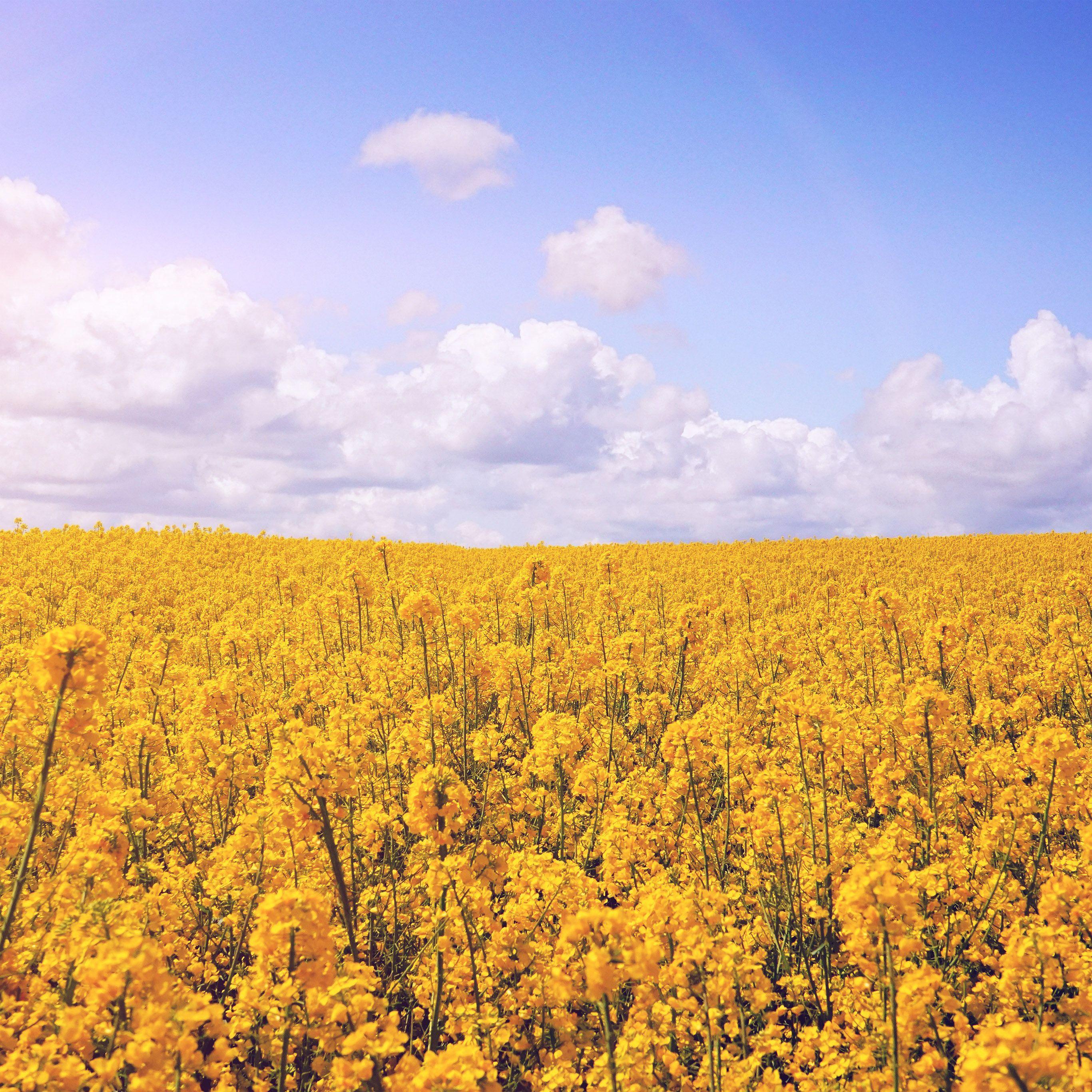 2732x2732 Yellow Flower Jeju Nari Flare Wallpaper
