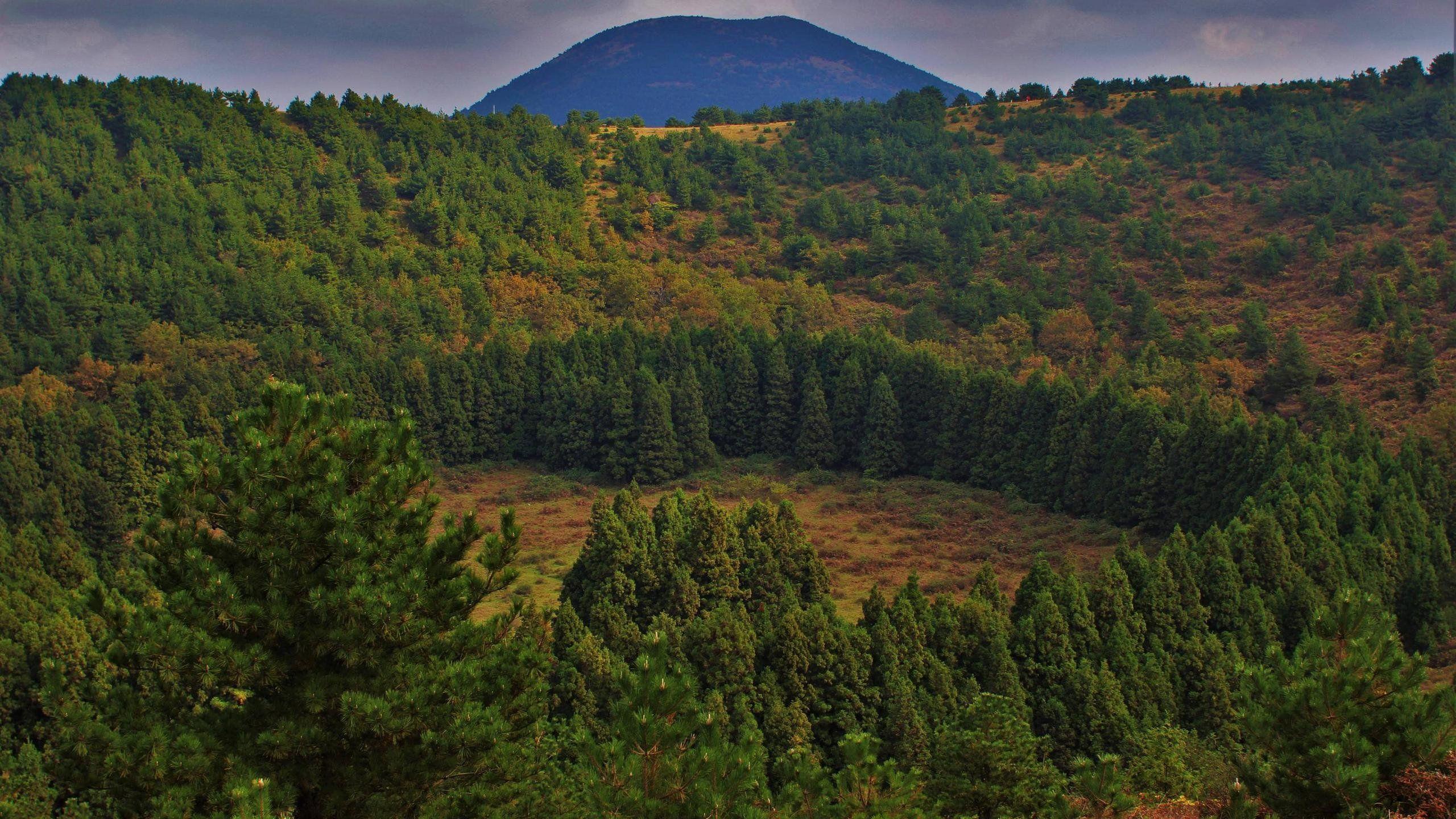 2560x1440 Natural Tree Ring Formed in a Volcano Caldera on Jeju Island