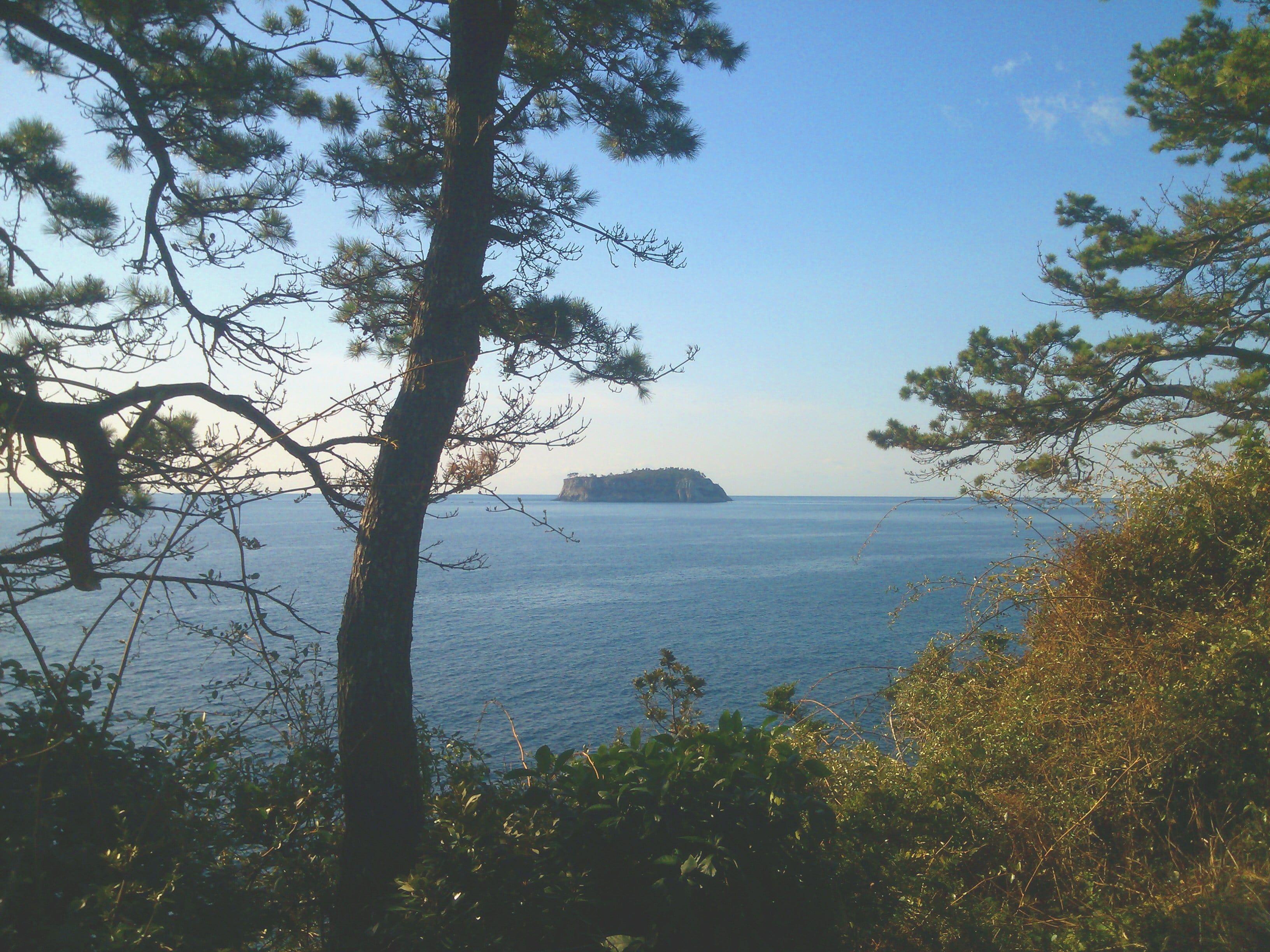 3264x2448 Brown and white tree branch, nature, Jeju Island HD