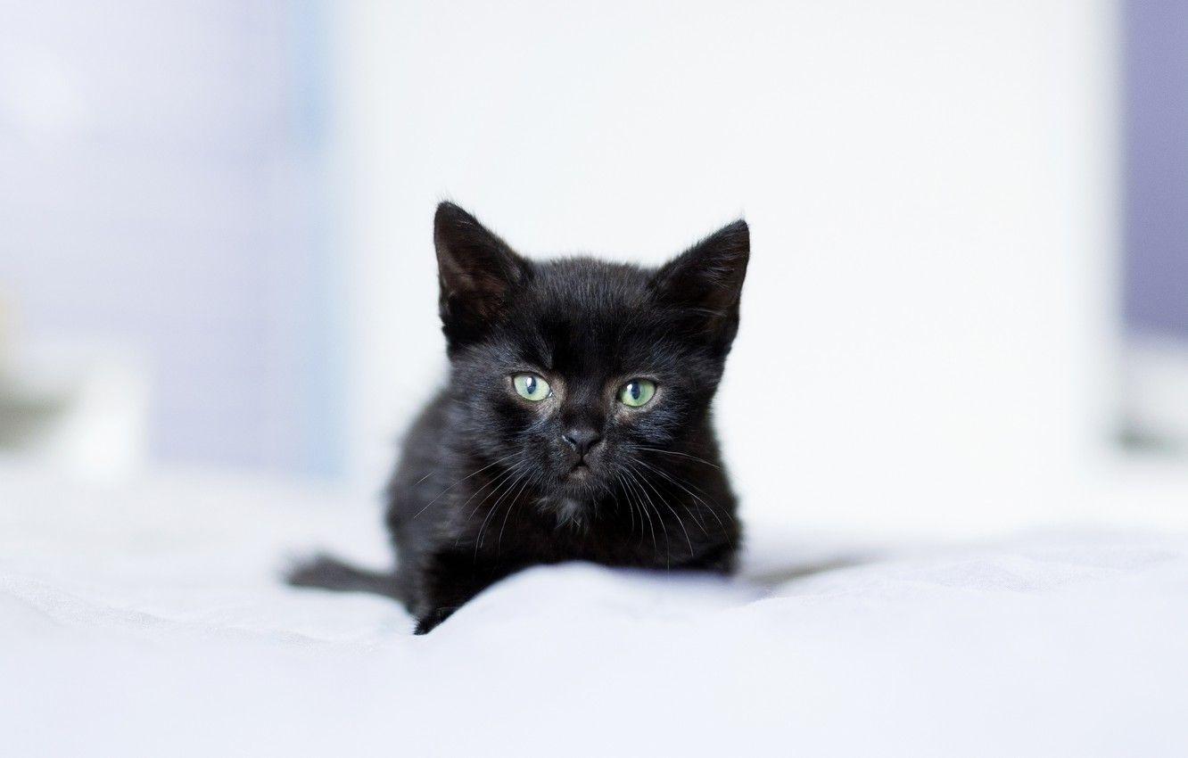 Cute Kittens Cute Black Cat Pictures : Black Kitten High Res Stock