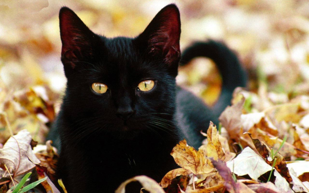 1280x800 Black Cats and Kittens Wallpaper