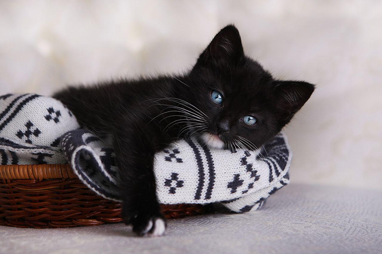 1280x853 Desktop Wallpaper kitty cat Cats Black animal