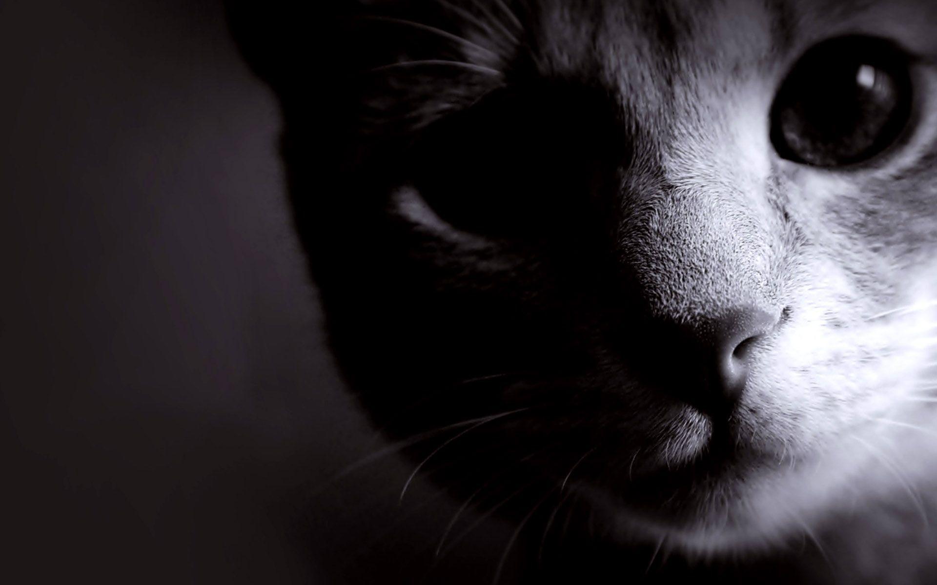 1920x1200 Shadow Cat Animal Wallpaper HD. Cats. Kitten wallpaper