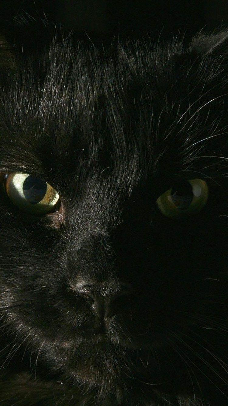750x1334 HD Cat iPhone Wallpaper