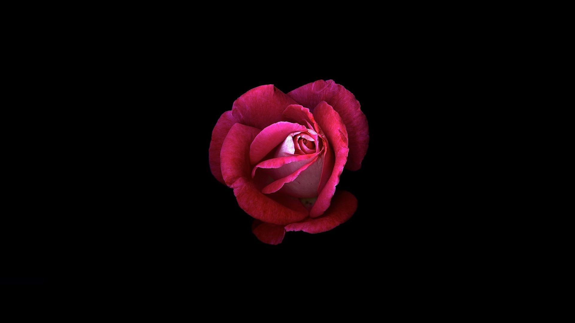 1920x1080 Red Rose Dark Oled Laptop Full HD 1080P HD 4k