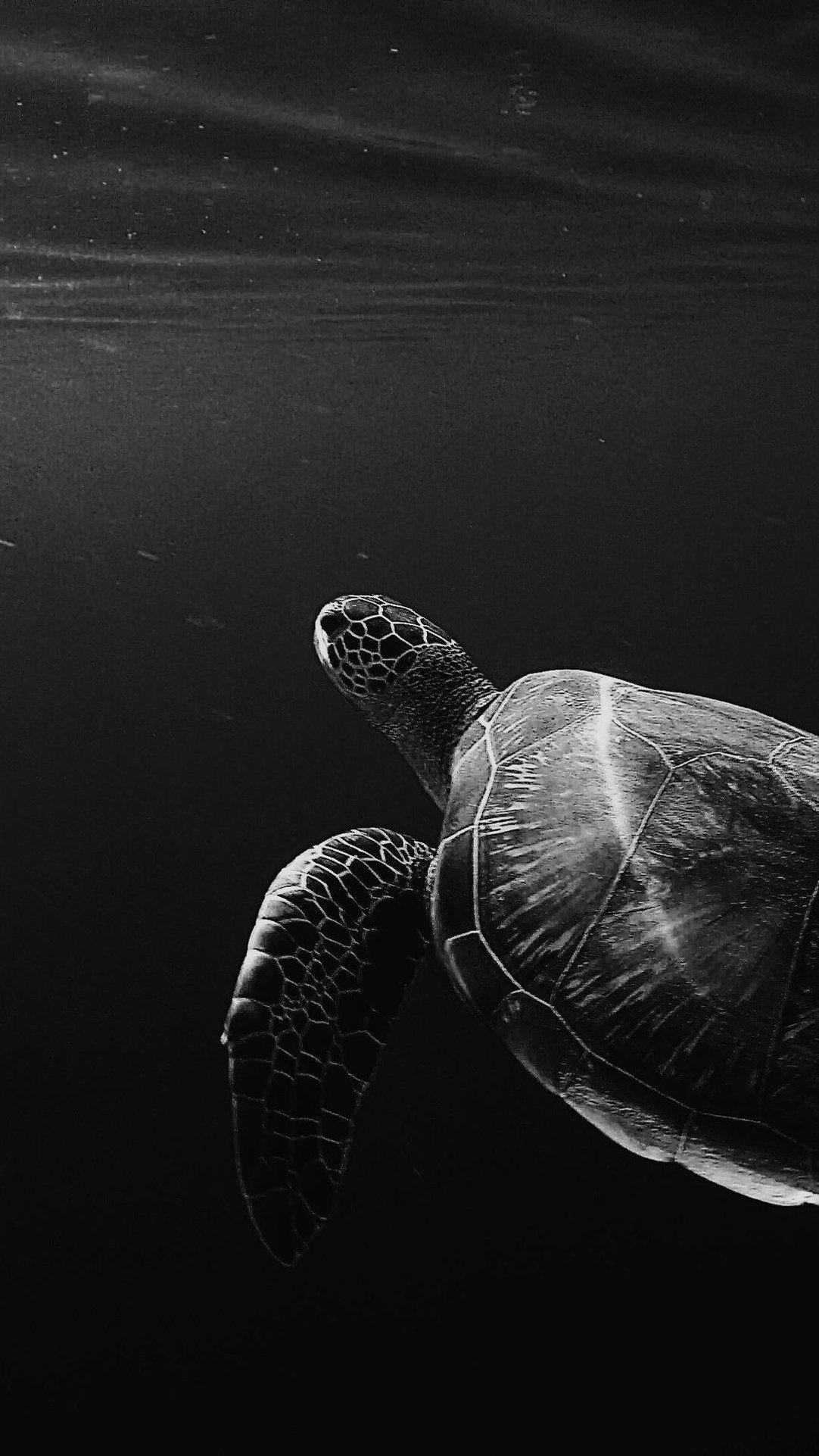 1082x1922 Turtle Oled 4K, HD Animals Wallpaper, Photo and Picture