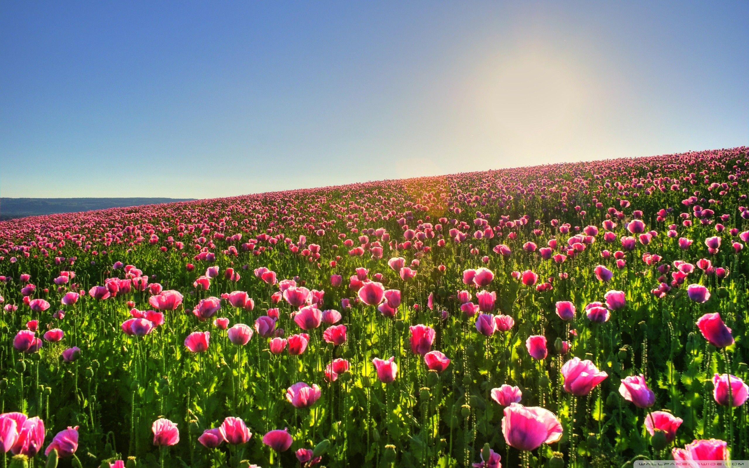 Flower Field Desktop Wallpapers - Top Free Flower Field Desktop Backgrounds  - WallpaperAccess