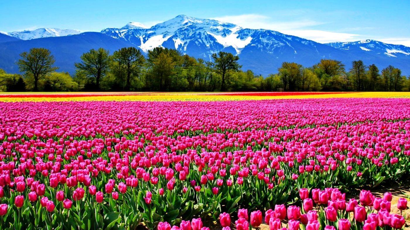 1400x785 live wallpaper