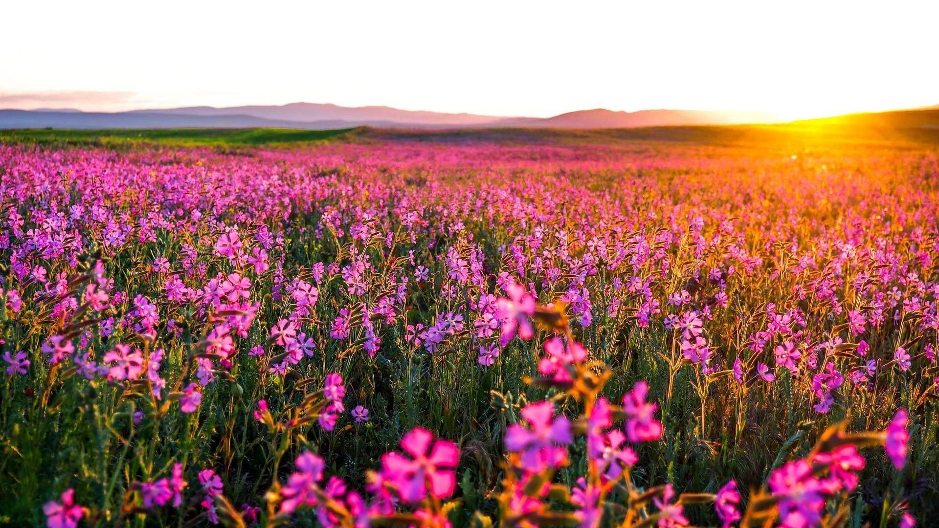 Flower Field Wallpapers - Top Free Flower Field Backgrounds -  WallpaperAccess
