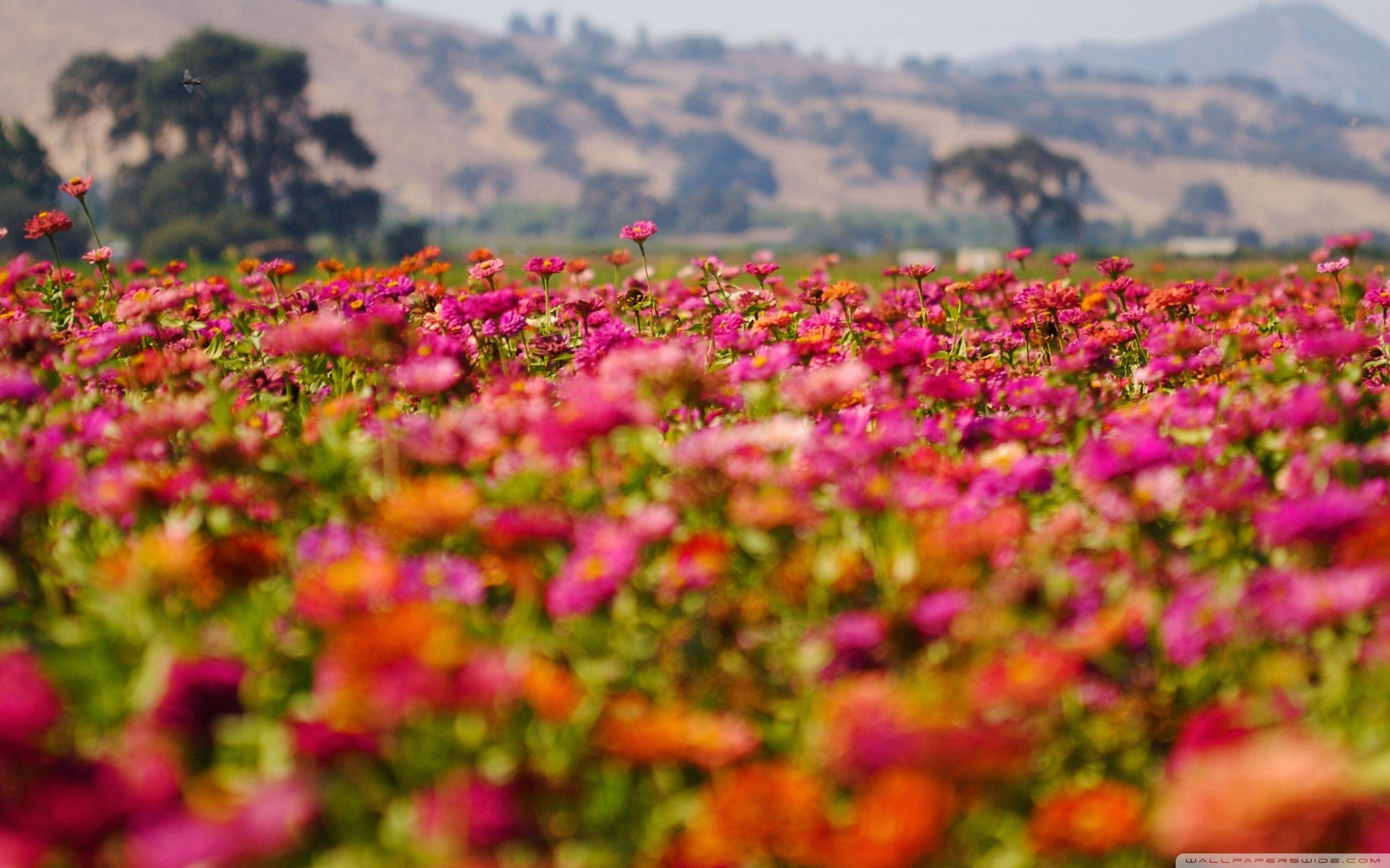 500 Flower Field Pictures HD  Download Free Images on Unsplash