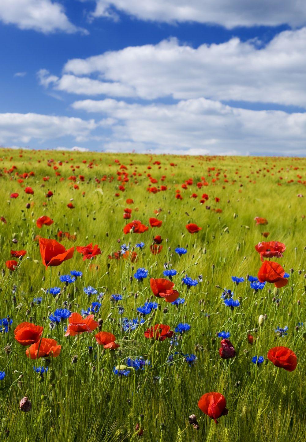 1000x1442 Flower Field Picture [HD]. Download Free Image