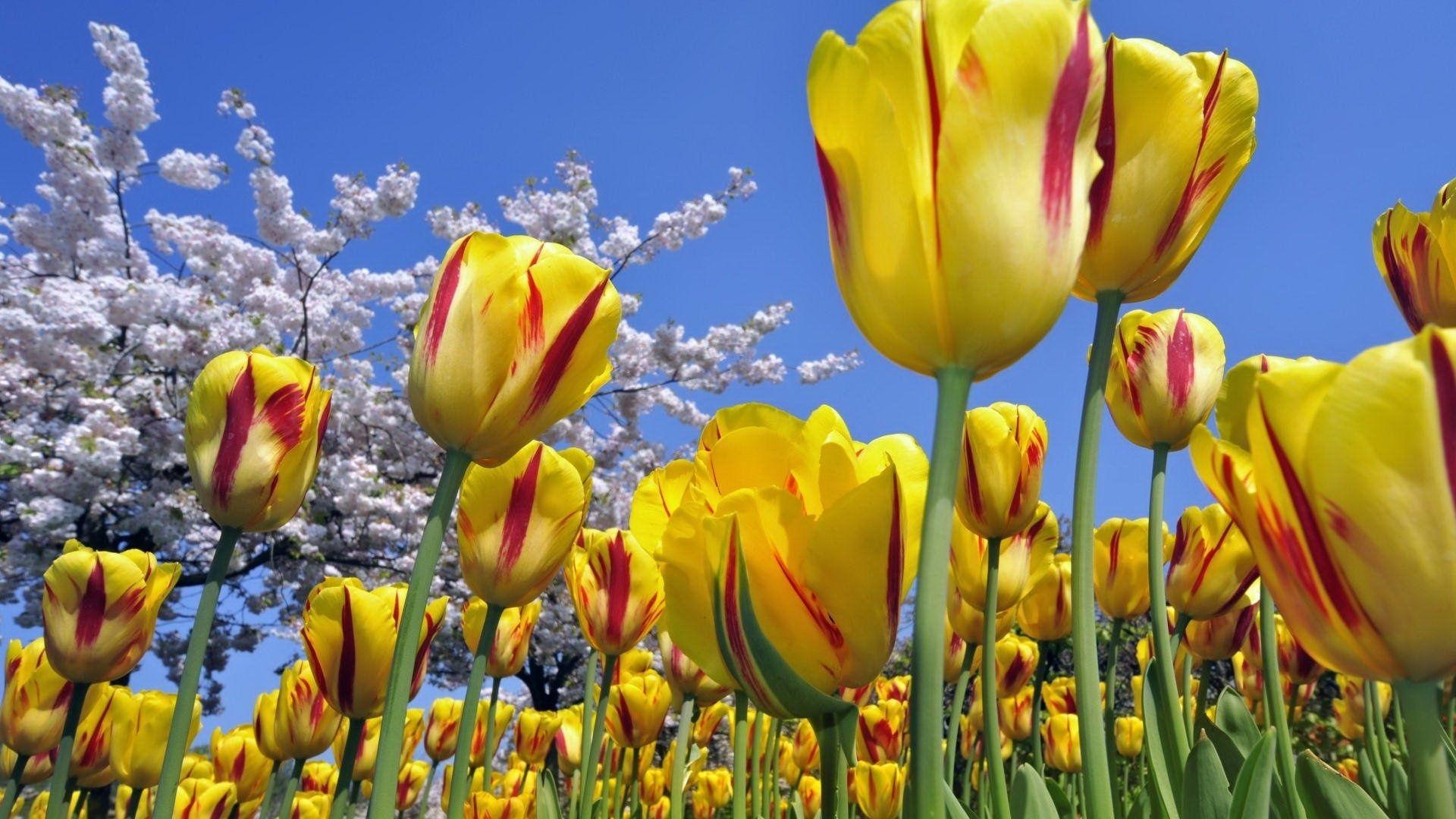 1920x1080 Wallpaper Tulips Flower Field