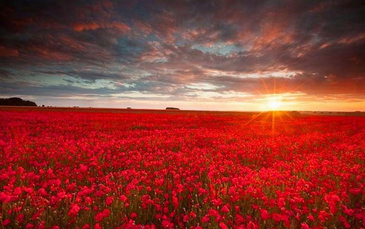 Flower Field Wallpapers - Top Free Flower Field Backgrounds ...