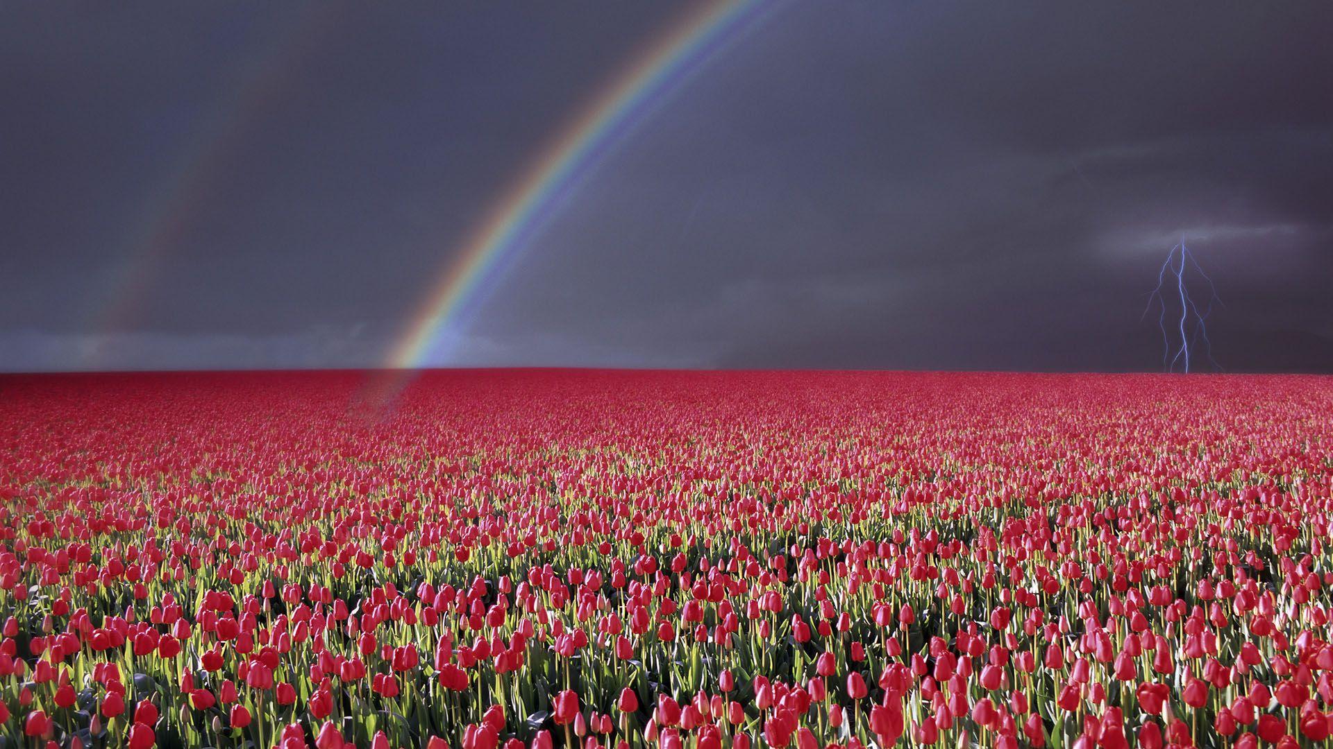 1920x1080 Red Flower Fields and Starry Sky Wallpaper. PNG Transparent