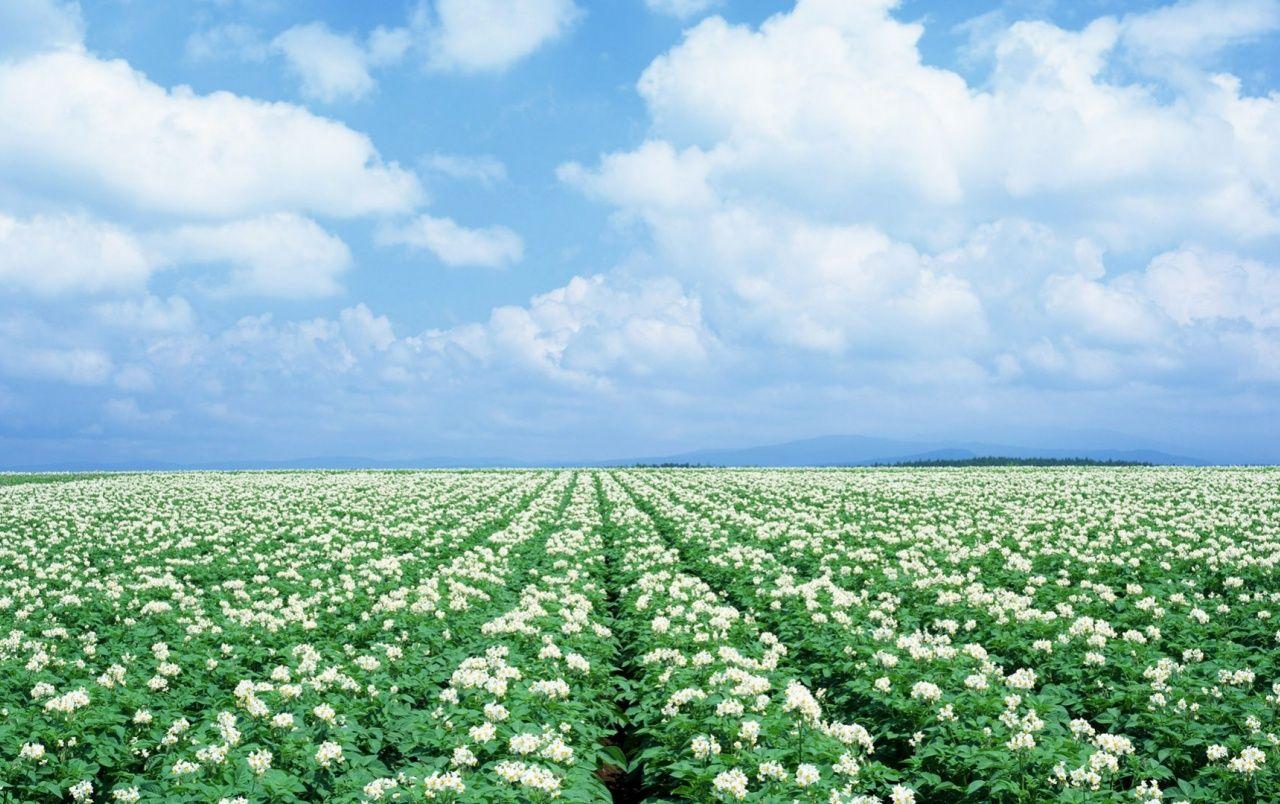 1280x804 White Flower Field wallpaper. White Flower Field