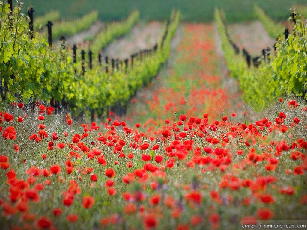 1024x768 Poppy Field wallpaper 2