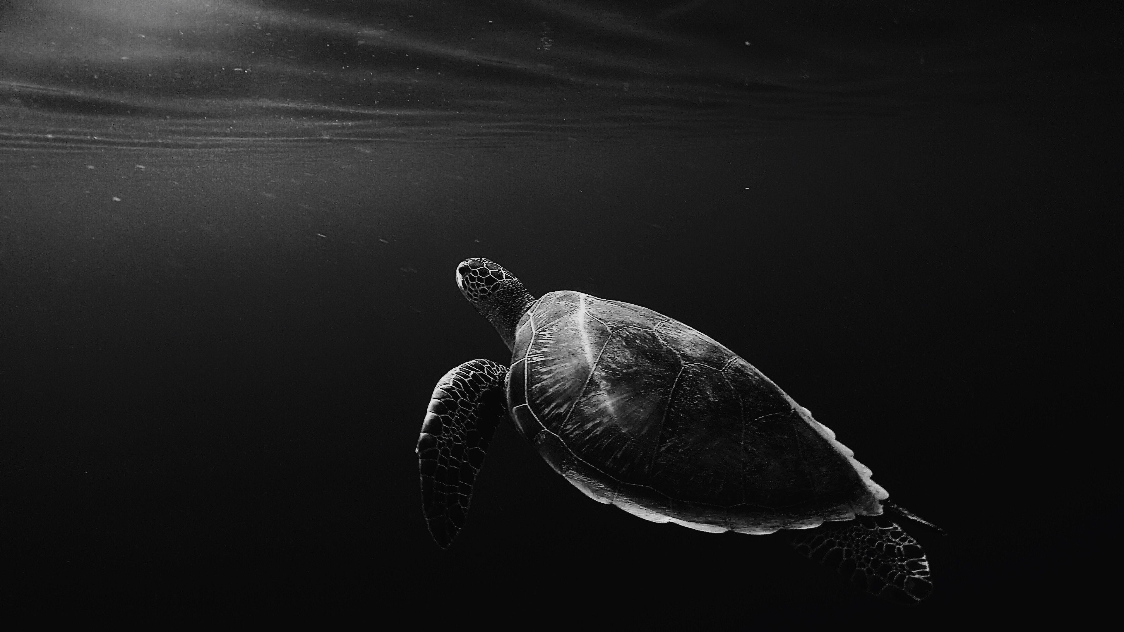 3840x2160 Turtle Oled 4k, HD Animals, 4k Wallpaper, Image
