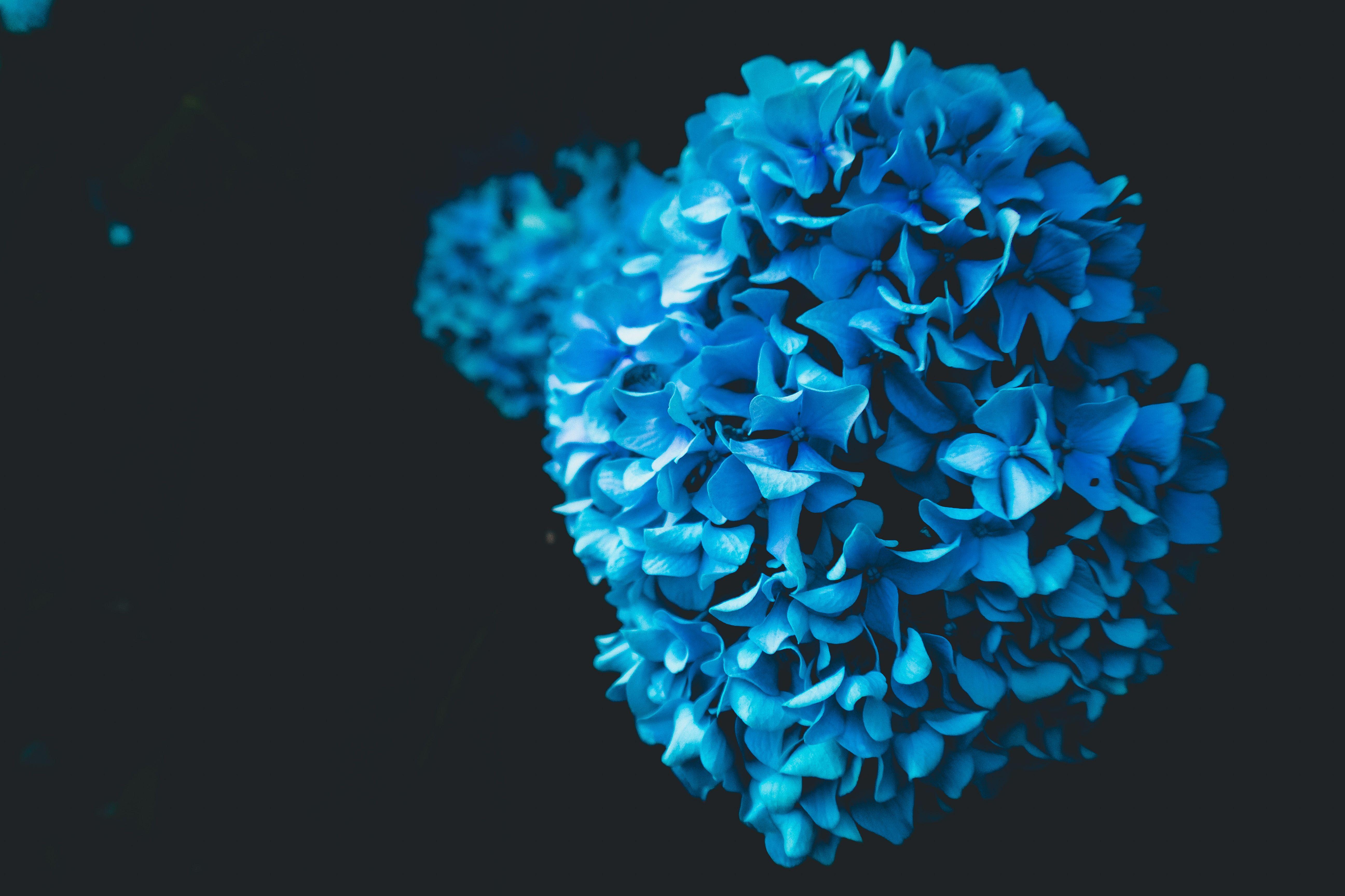 5184x3456 Flower Oled, HD Flowers, 4k Wallpaper, Image, Background