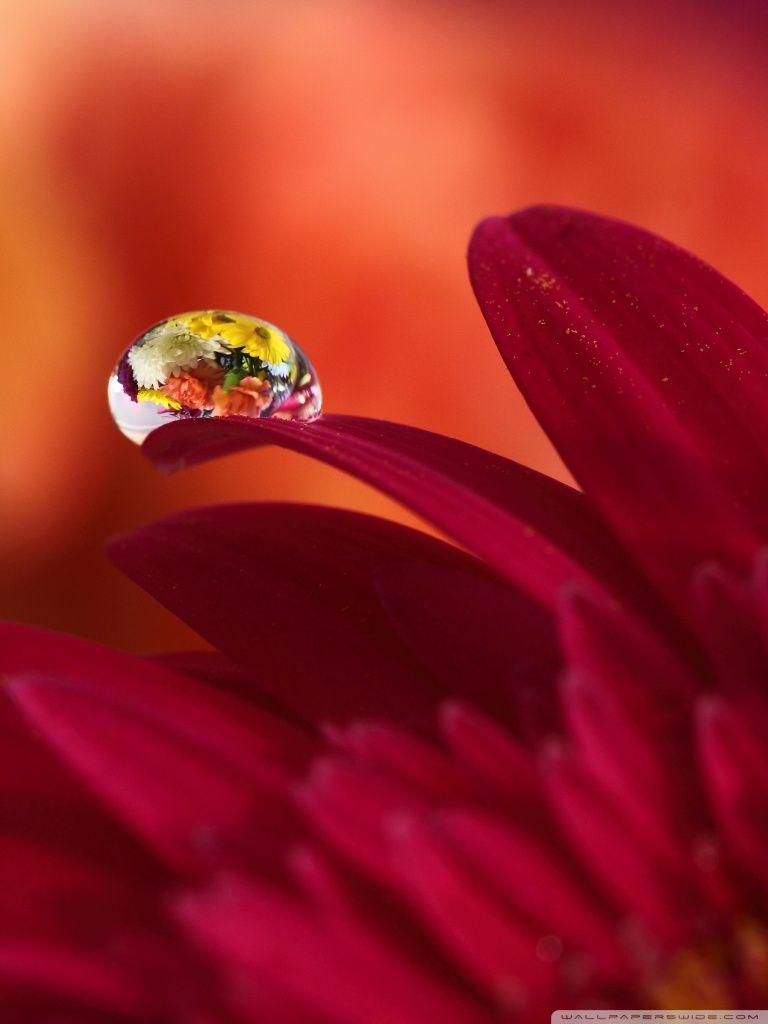 768x1024 Super Macro Reflection ❤ 4K HD Desktop Wallpaper for 4K