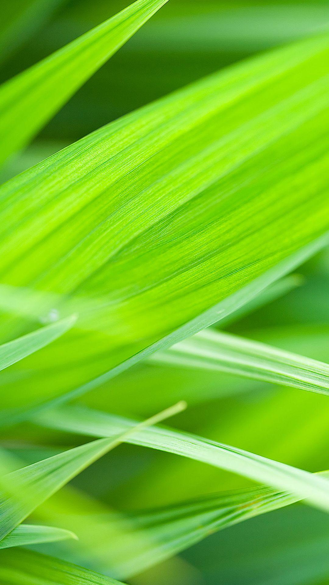 1080x1920 Super Green HD Wallpaper For Your Mobile Phone