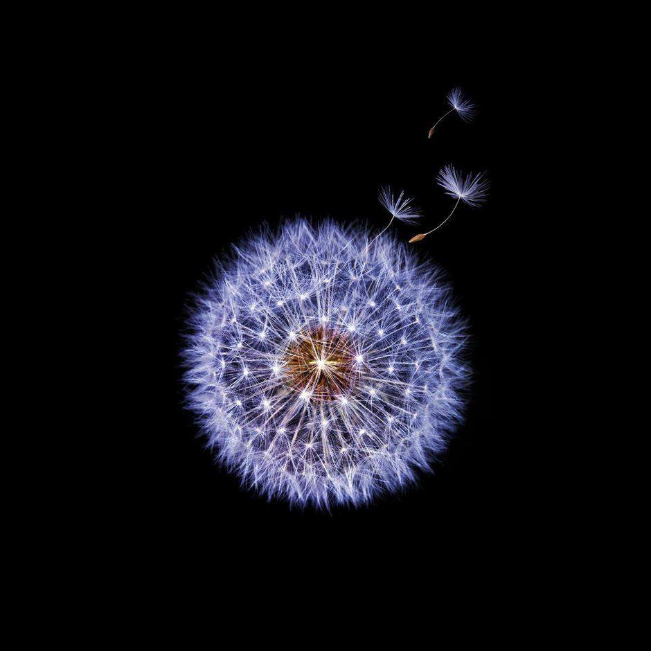 940x940 Samsung Galaxy S9 Sall Stock Wallpaper In High Resolutions