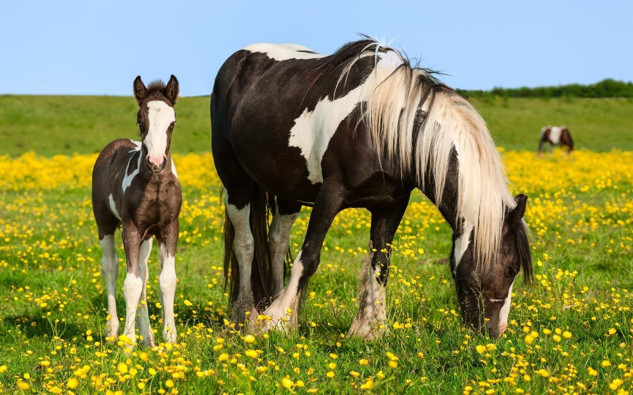 1280x800 Pony wallpaper HD for desktop background