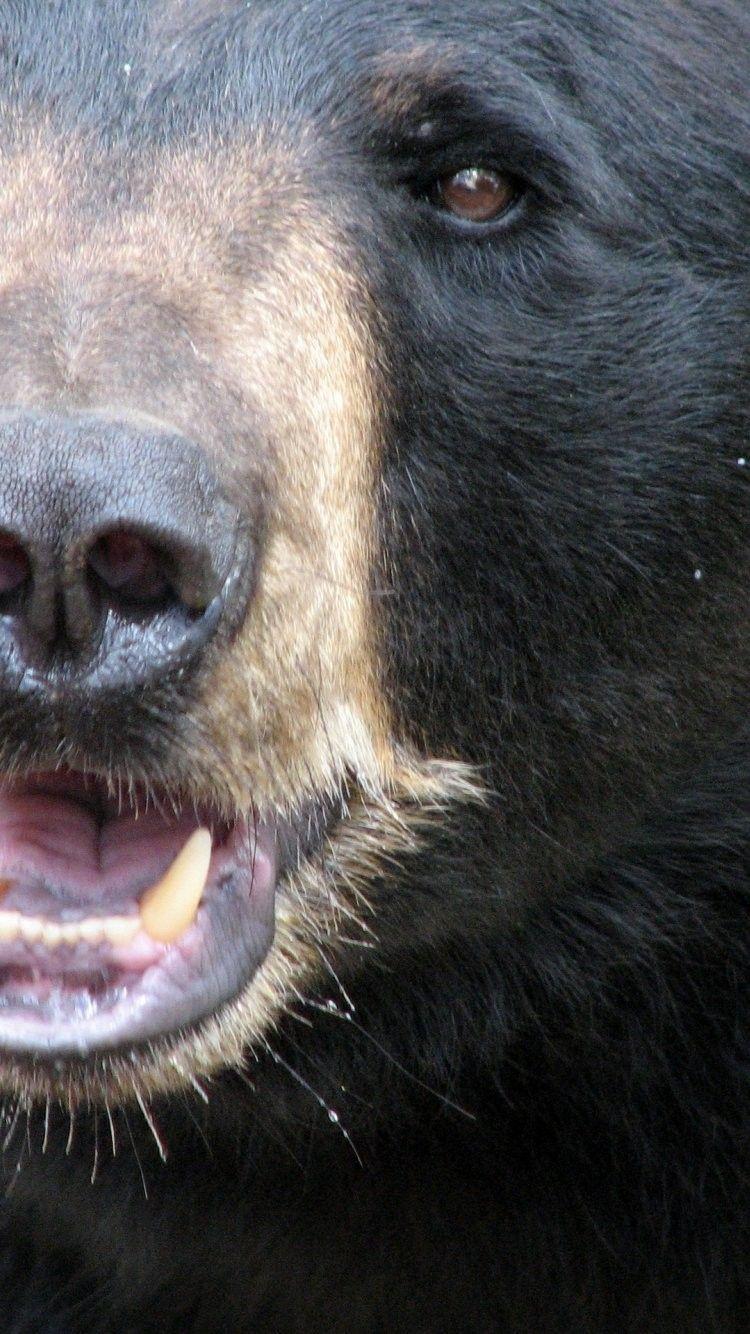 750x1334 Black Bears Wallpaper
