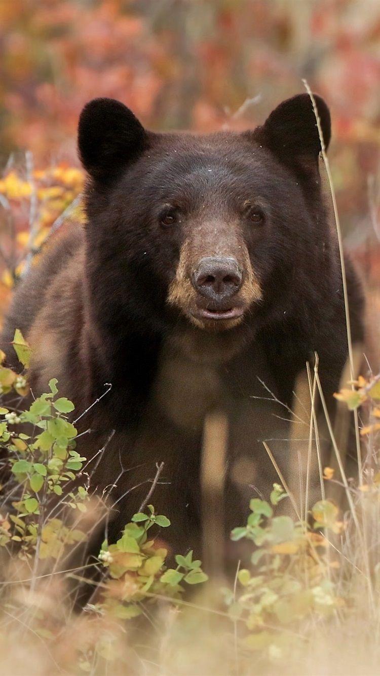 750x1334 Black Bear Front View, Grass 750x1334 IPhone 8 7 6 6S