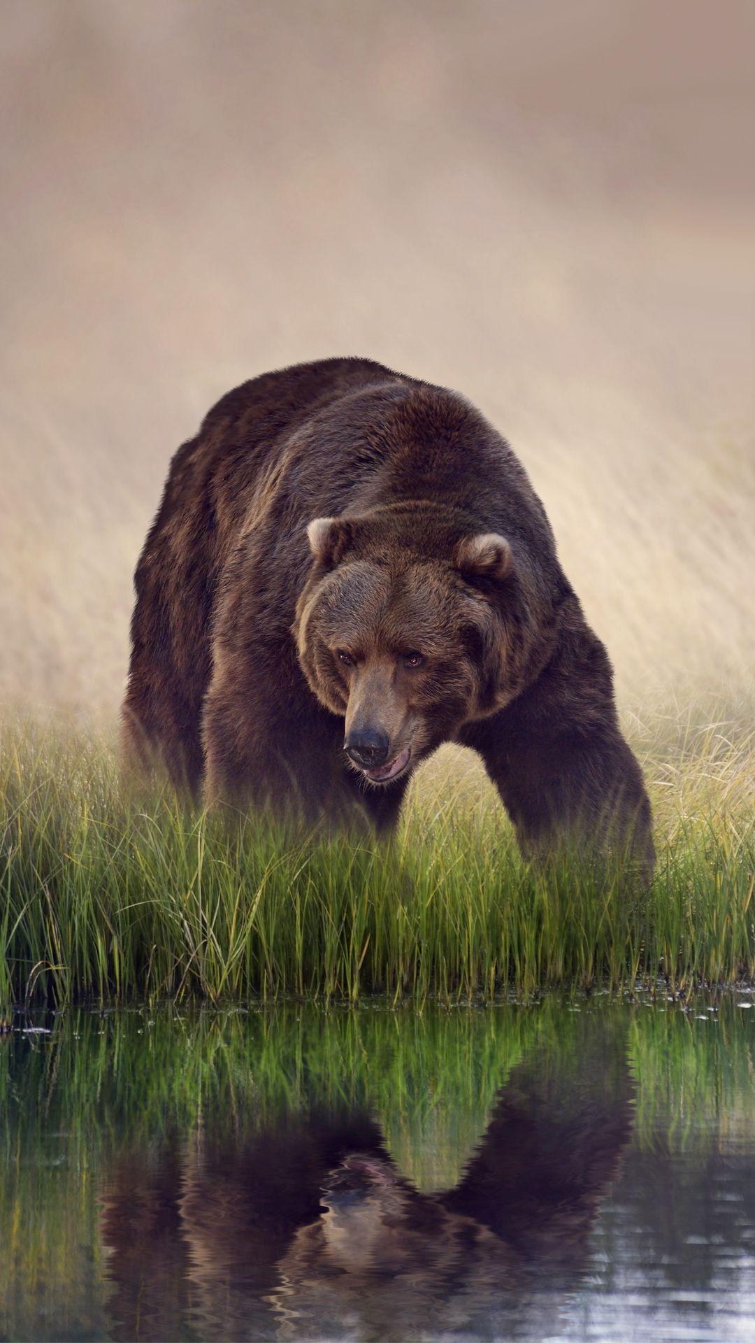 1080x1920 Bear Wallpaper