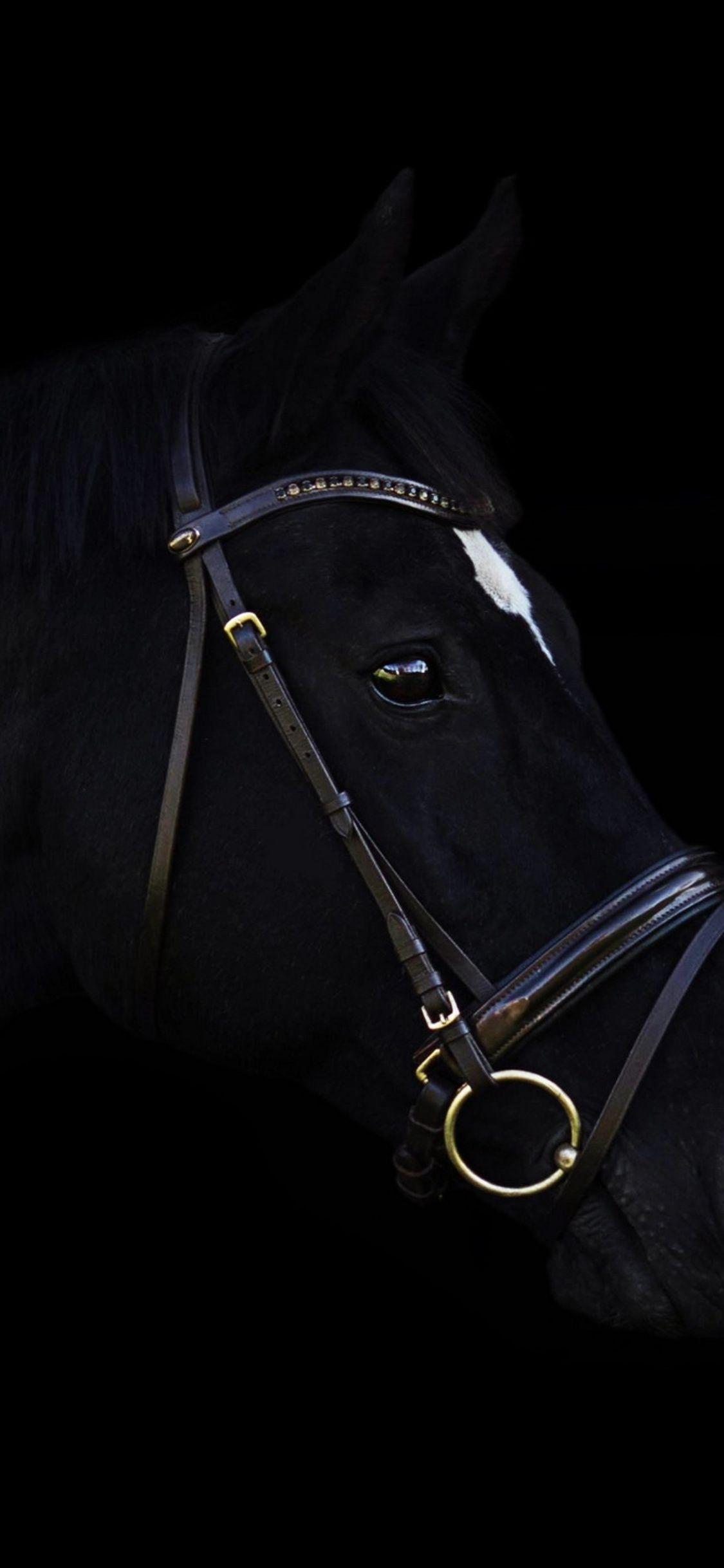 Black Horse iPhone Wallpapers - Top Free Black Horse iPhone Backgrounds