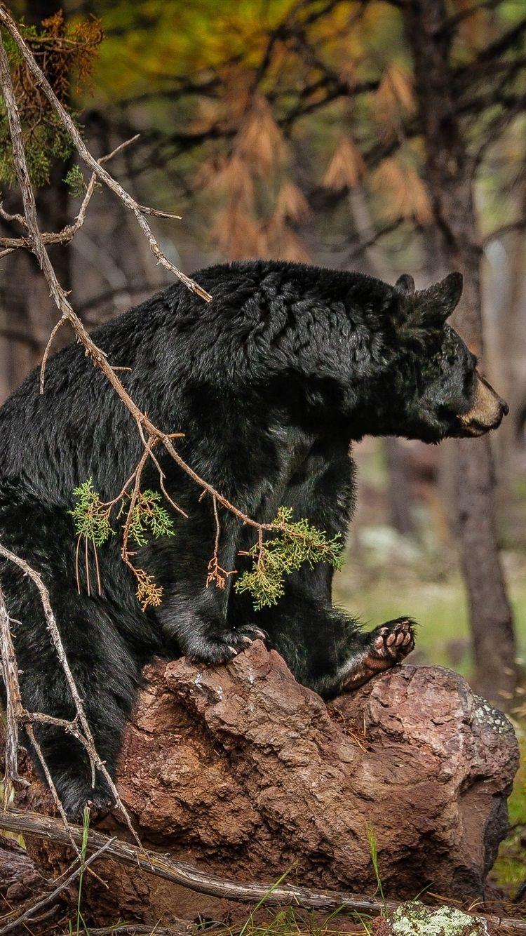 750x1334 Black Bear In The Forest 750x1334 IPhone 8 7 6 6S Wallpaper