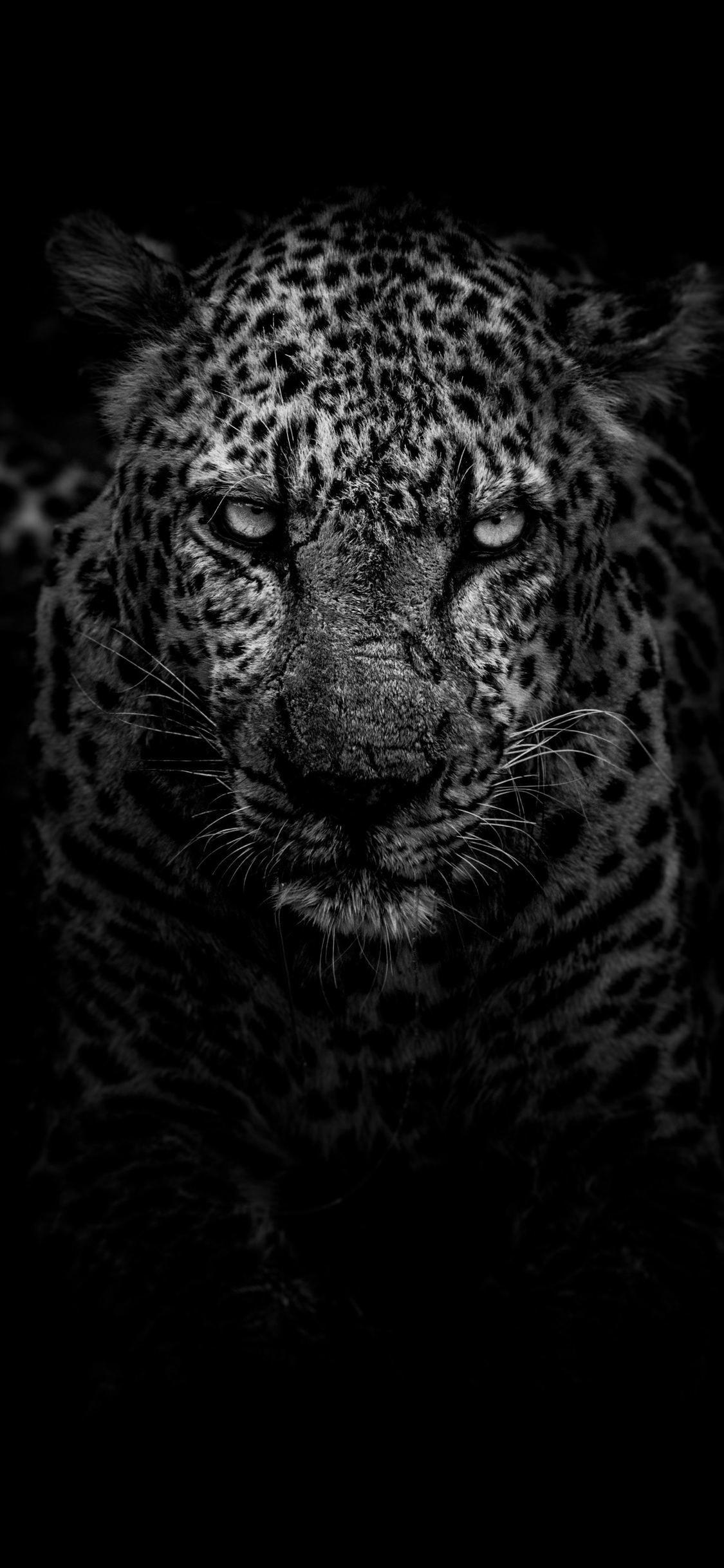 Hình nền 1125x2436 Leopard, Hình nền động vật, Hình nền hổ