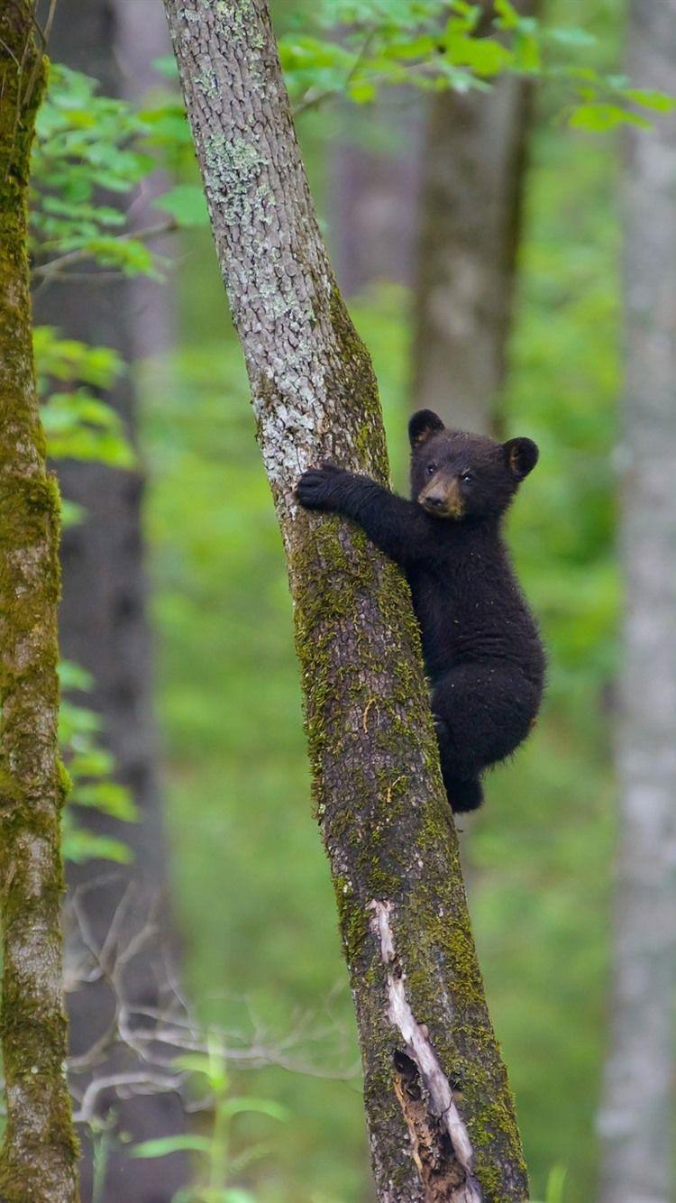 750x1334 Black Bear Cub Climbing The Tree 750x1334 IPhone 8 7 6 6S